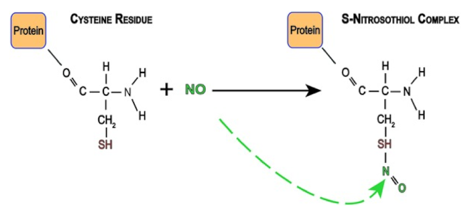 Medsci 10 00003 g008 Medsci 10 00003 g008