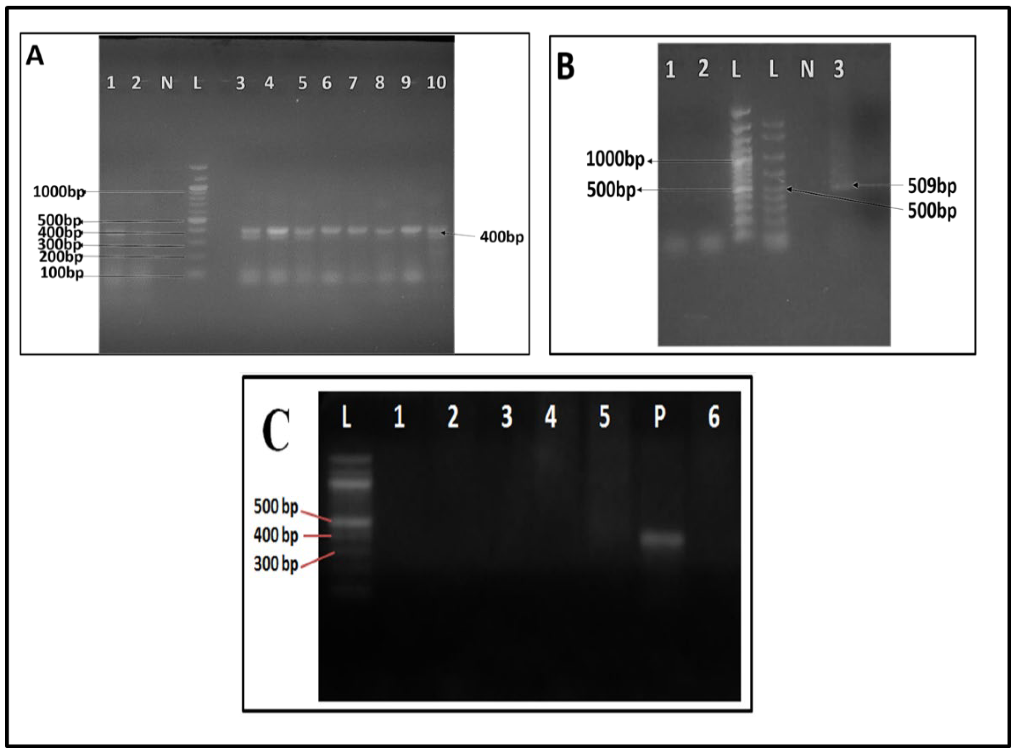 Medsci 10 00010 g002 Medsci 10 00010 g002