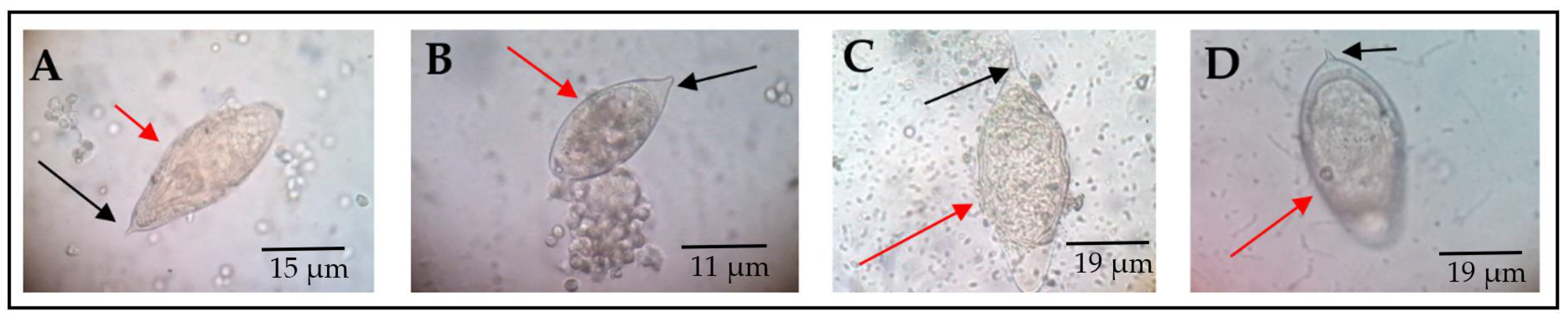 Medsci 10 00014 g001 Medsci 10 00014 g001