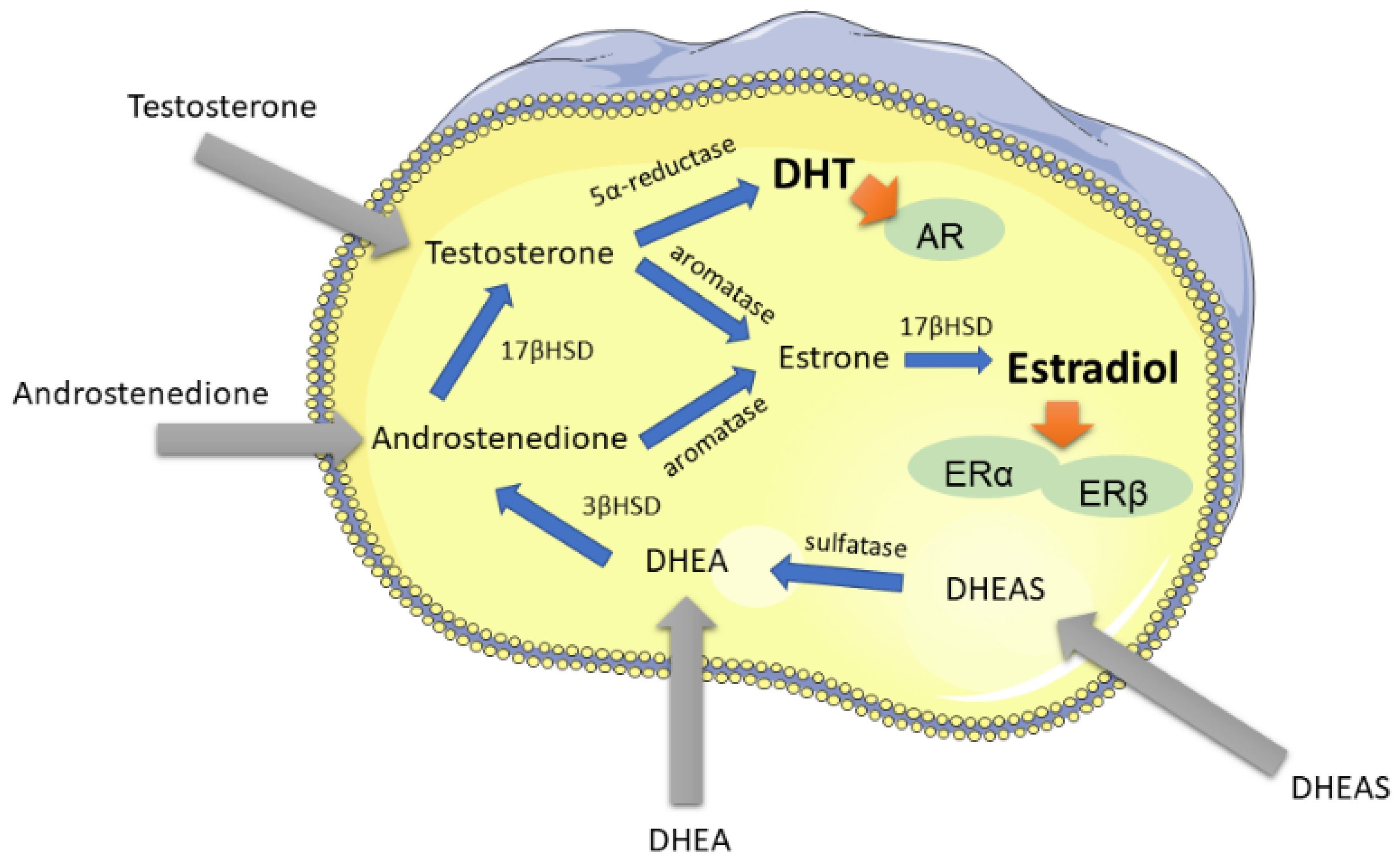 Medsci 10 00023 g004