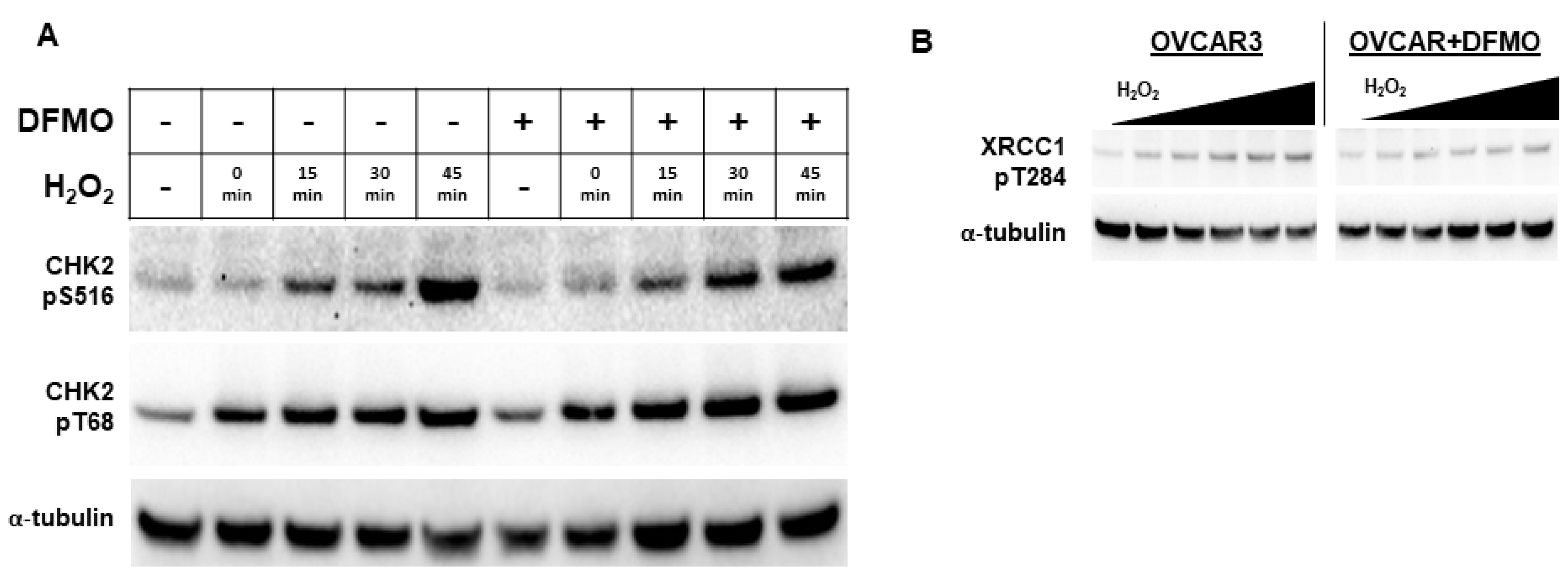 Medsci 10 00028 g004