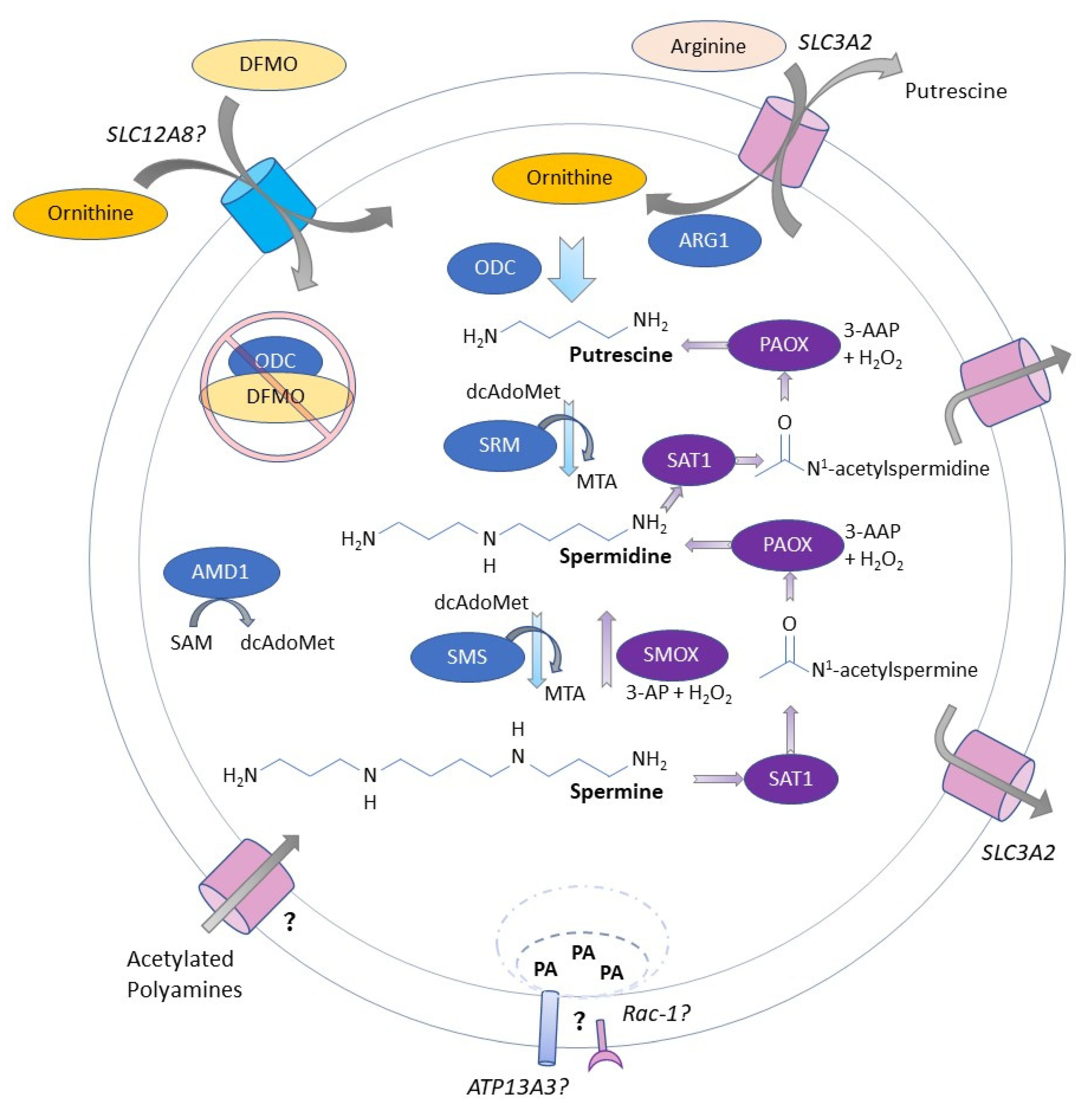 Polyamines from myeloid-derived suppressor cells promote Th17 polarization  and disease progression: Molecular Therapy