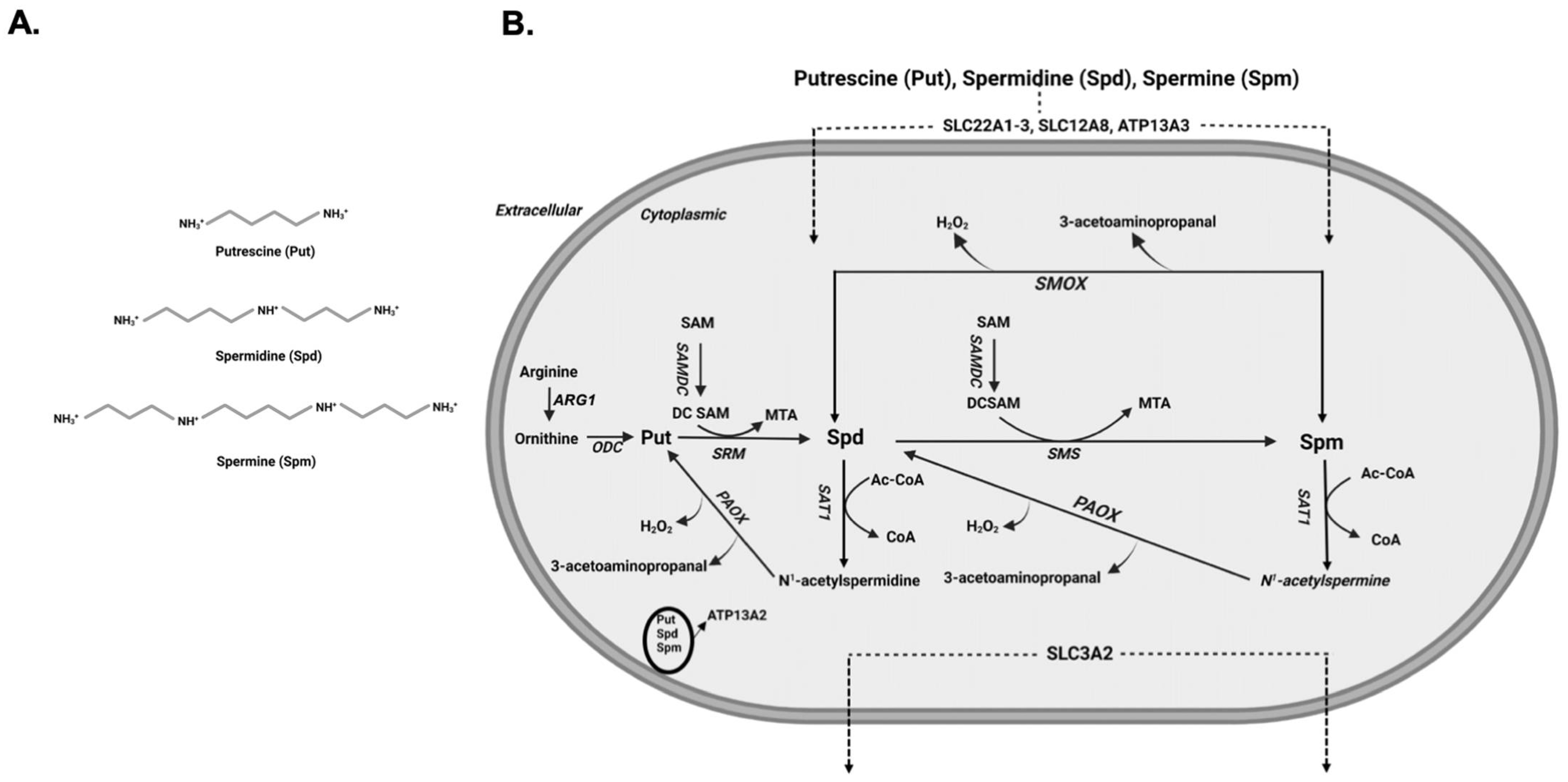 Medsci 10 00038 g001 Medsci 10 00038 g001