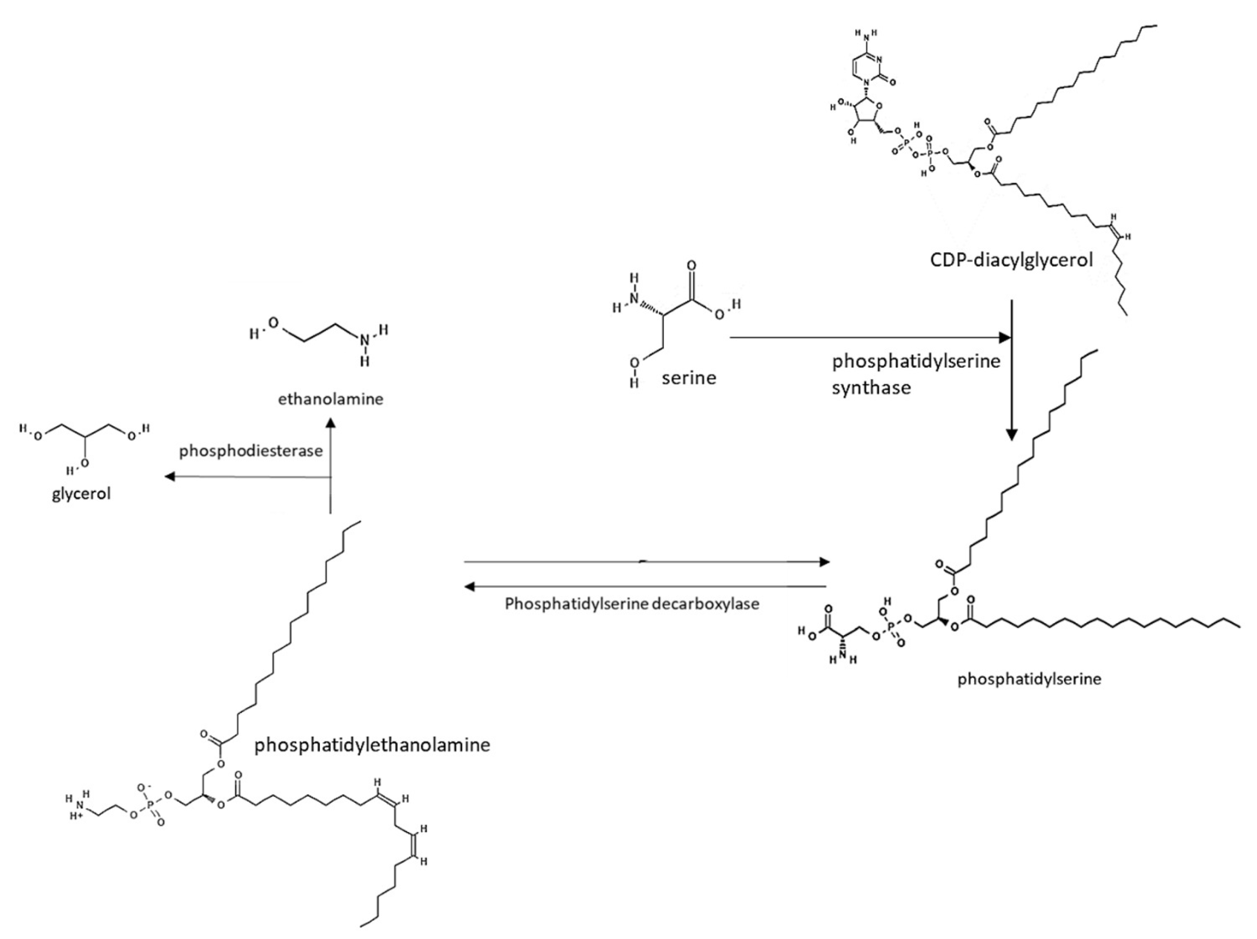 Medsci 10 00040 g004 Medsci 10 00040 g004