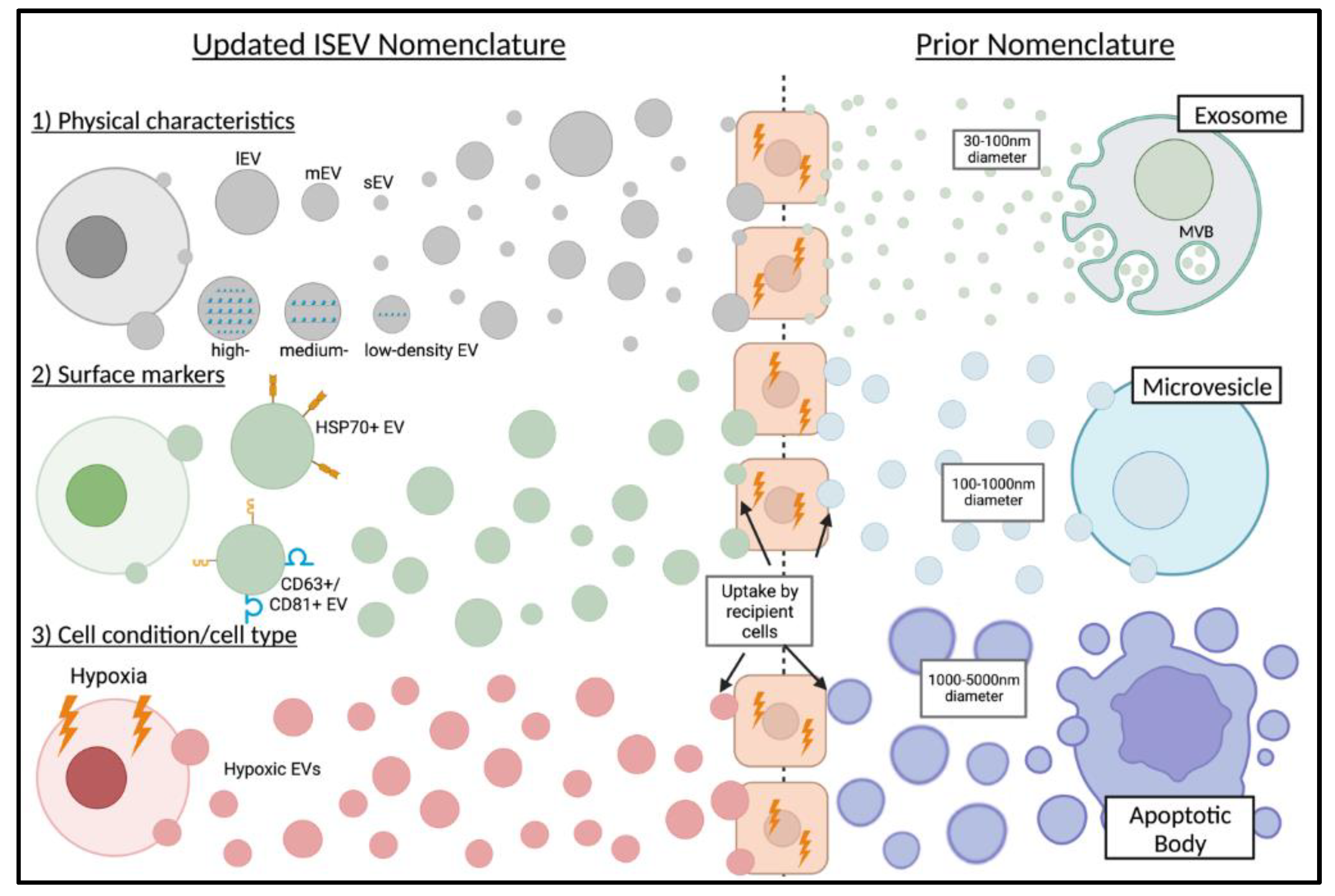 The Role of Extracellular Vesicles in Diseases of the Ear