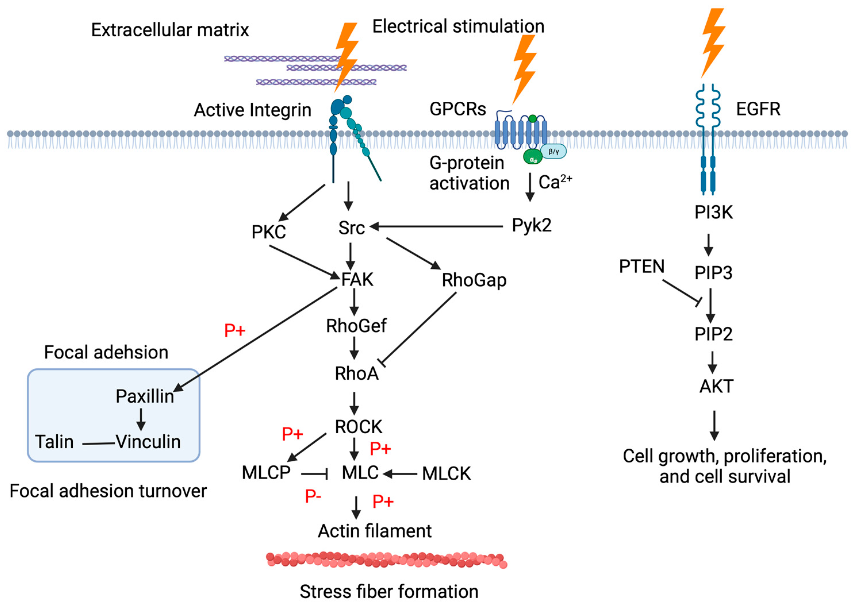 Medical Sciences Free FullText Effects of Electrical Stimulation