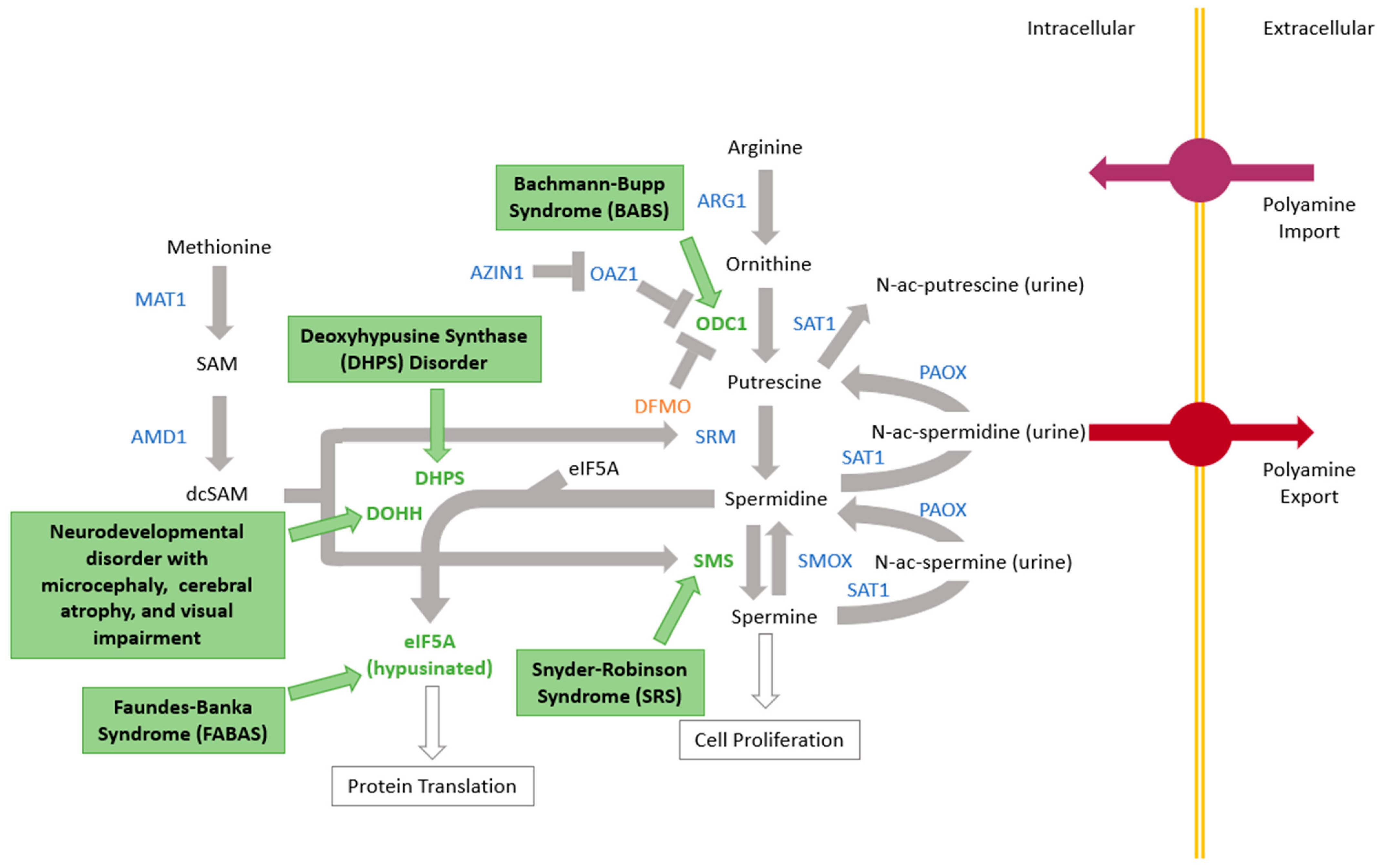 Medsci 11 00029 g001 Medsci 11 00029 g001
