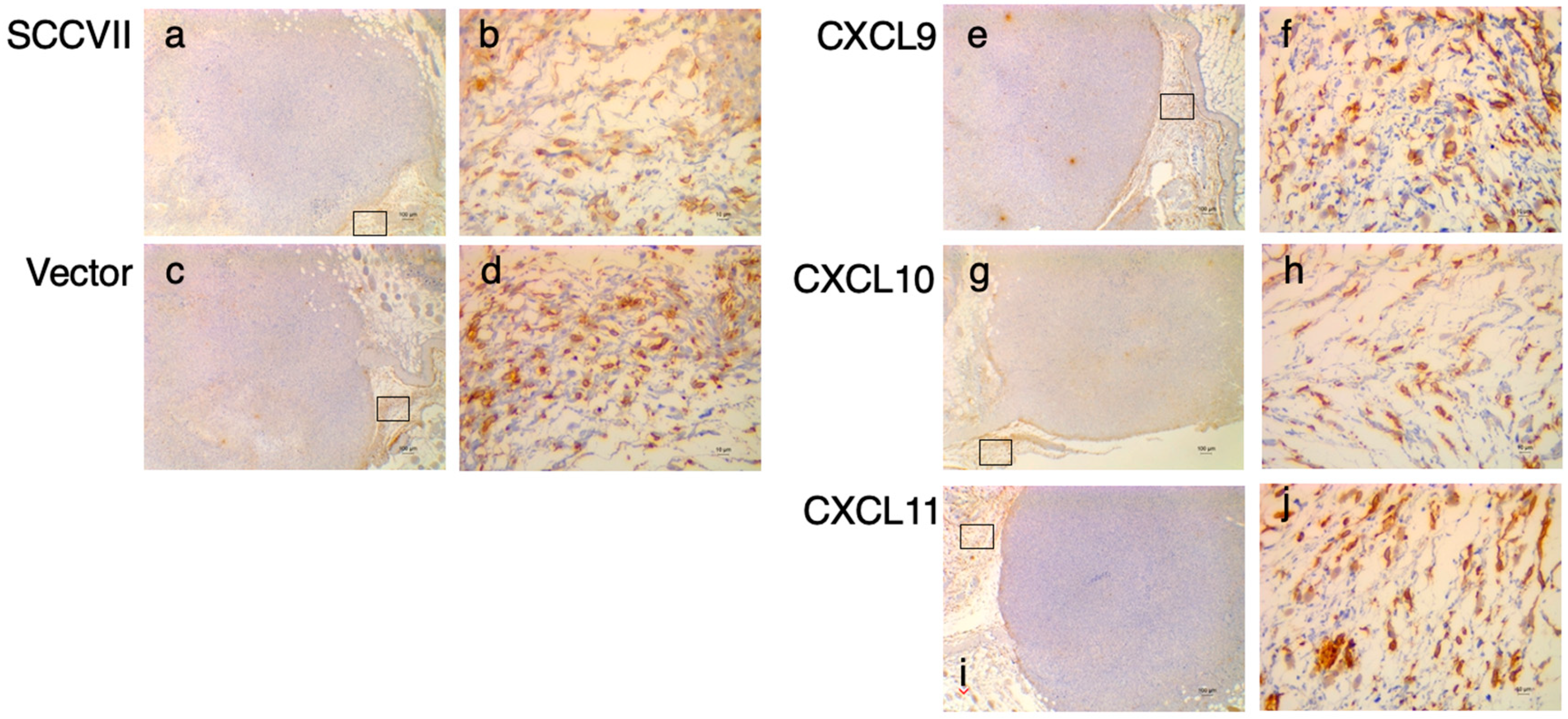 Medsci 11 00031 g005 Medsci 11 00031 g005