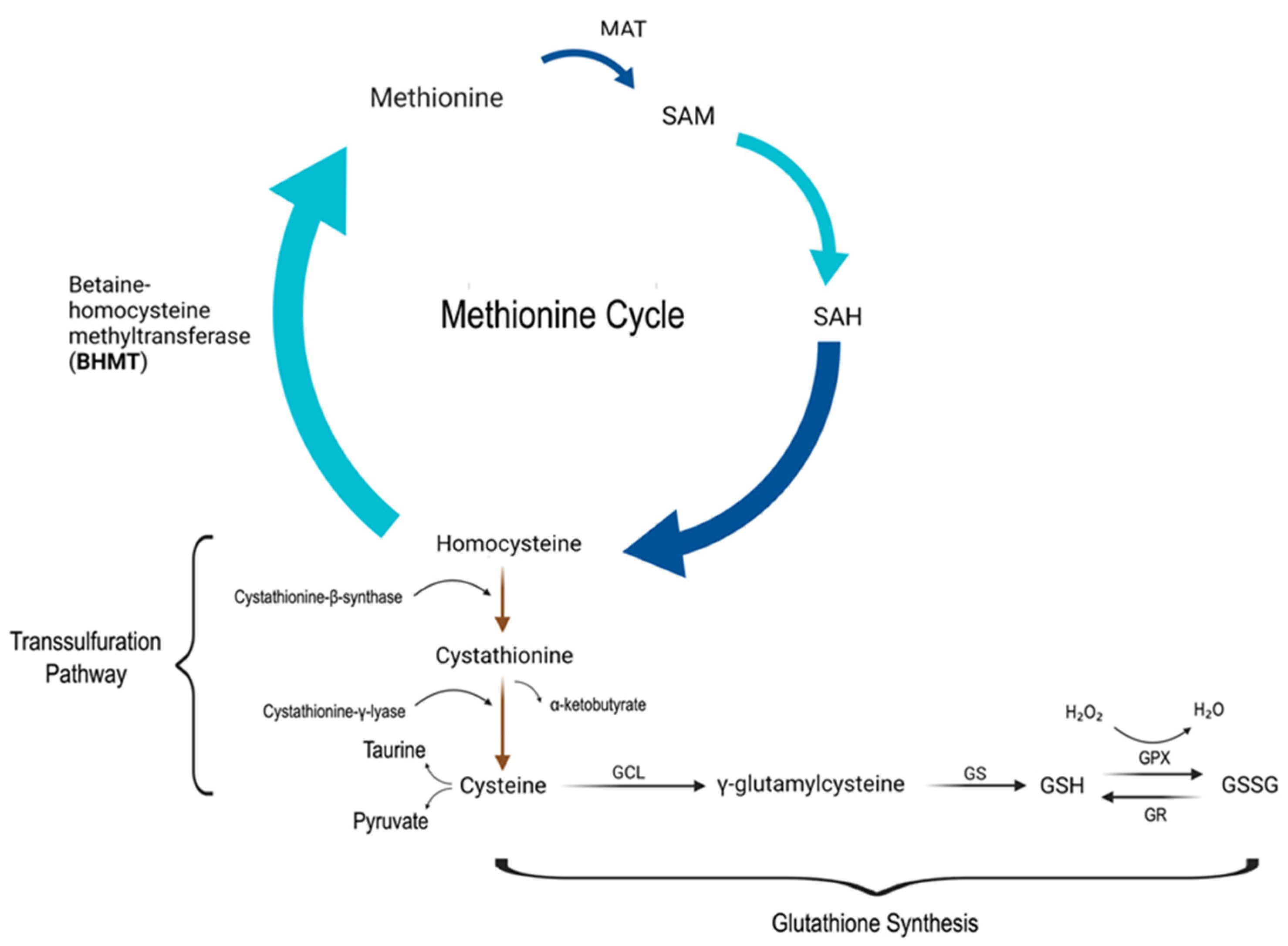 Medsci 11 00073 g002