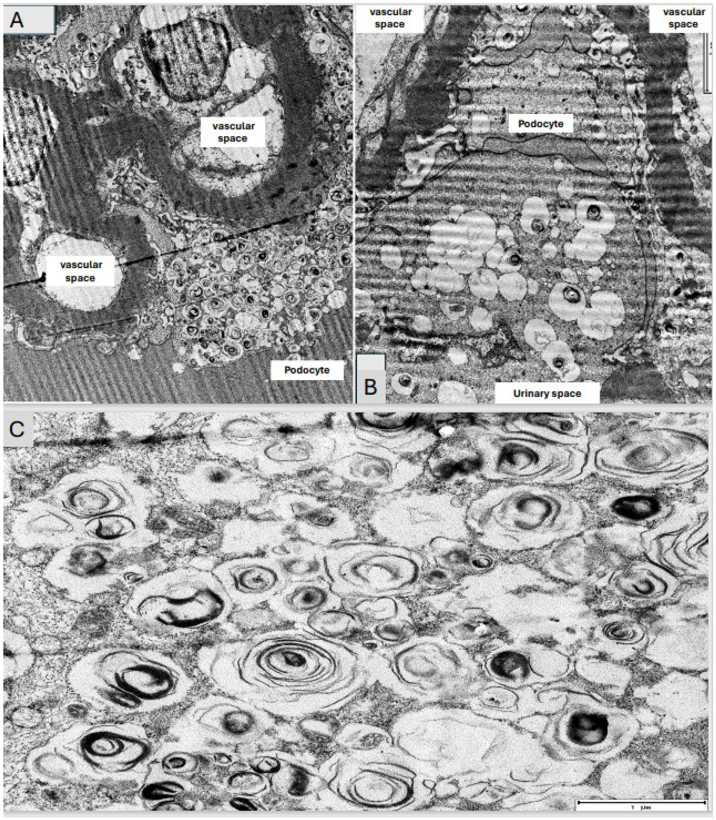 Medsci 12 00025 g004