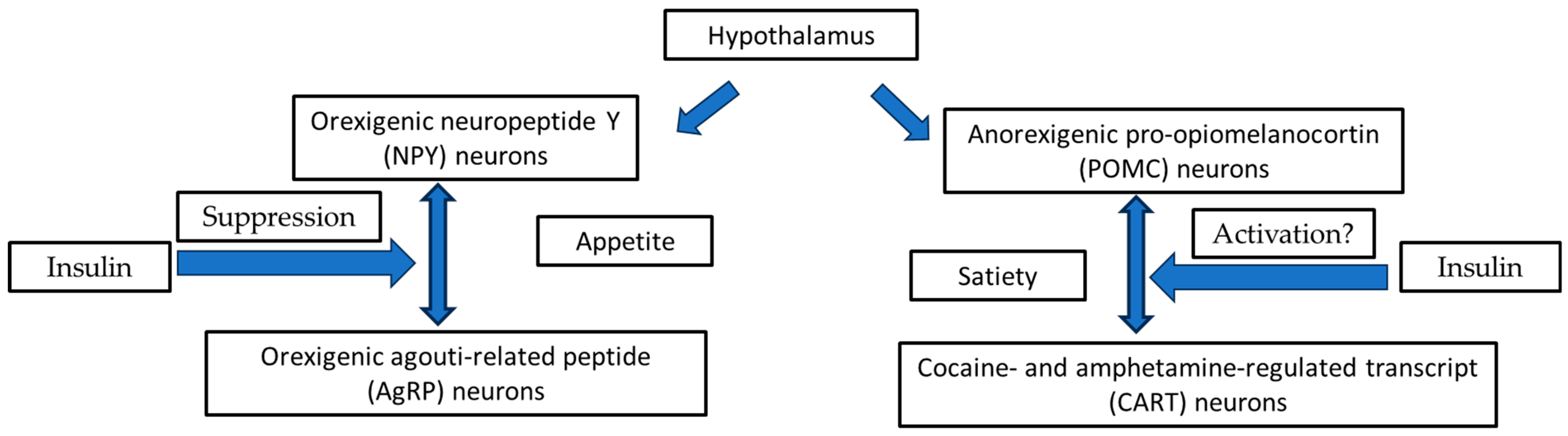 Medical Sciences Free FullText Could Insulin Be a Better Regulator