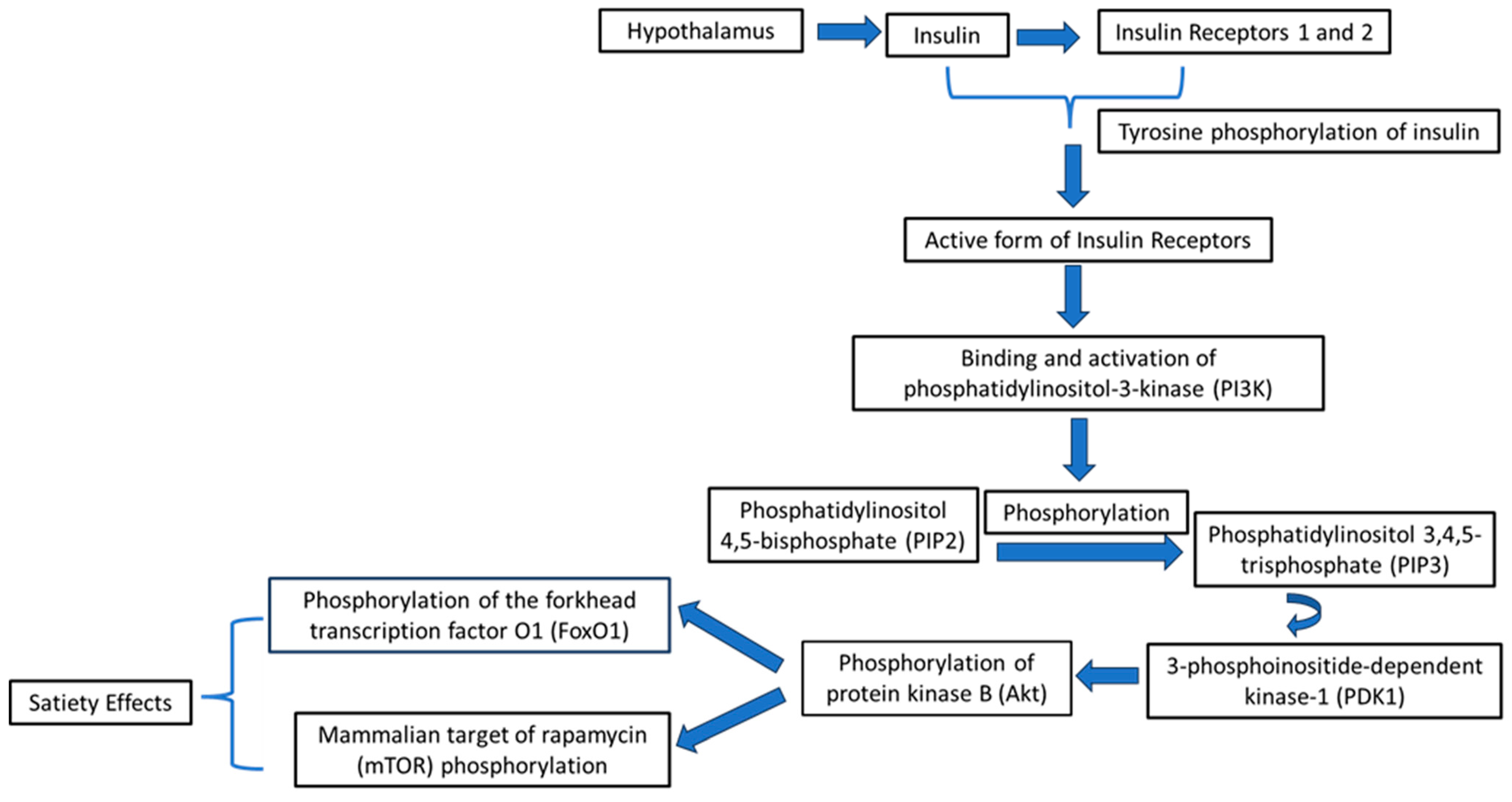 Medical Sciences Free FullText Could Insulin Be a Better Regulator