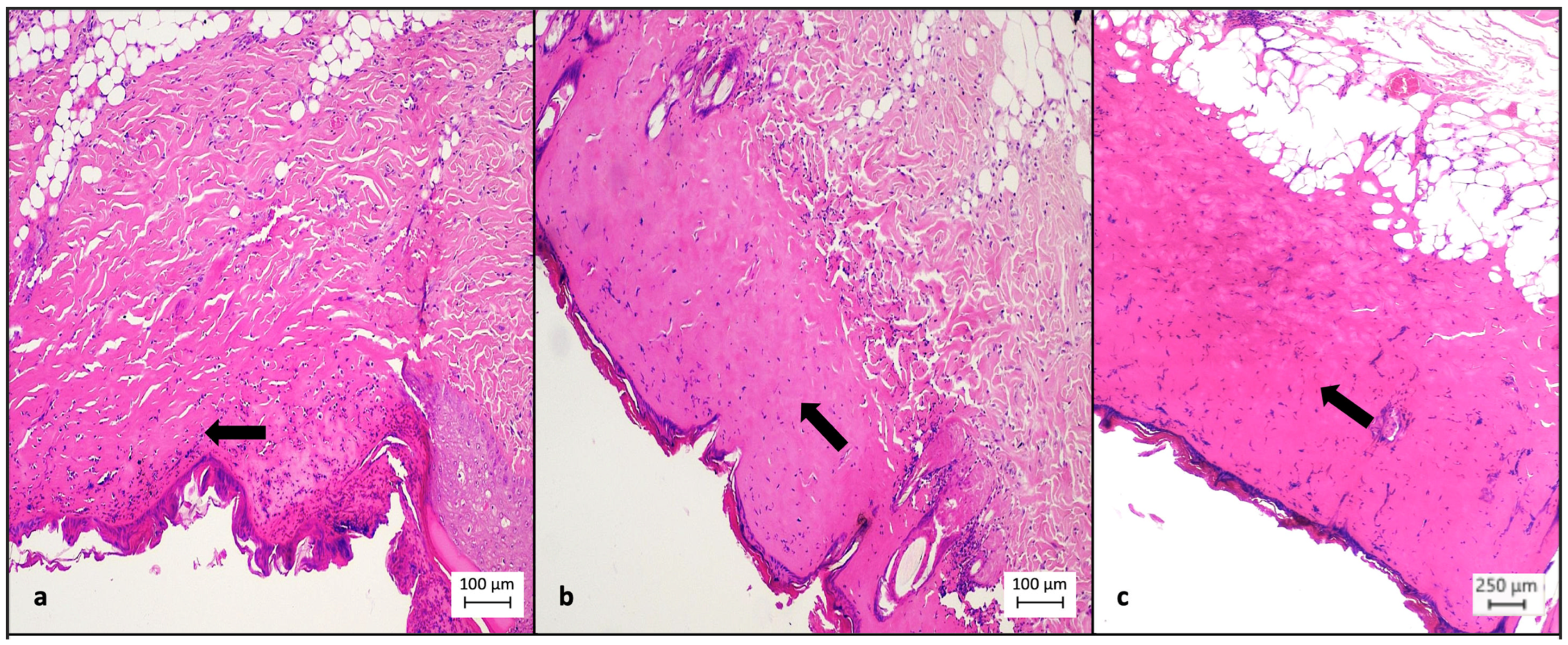 Medsci 12 00075 g006
