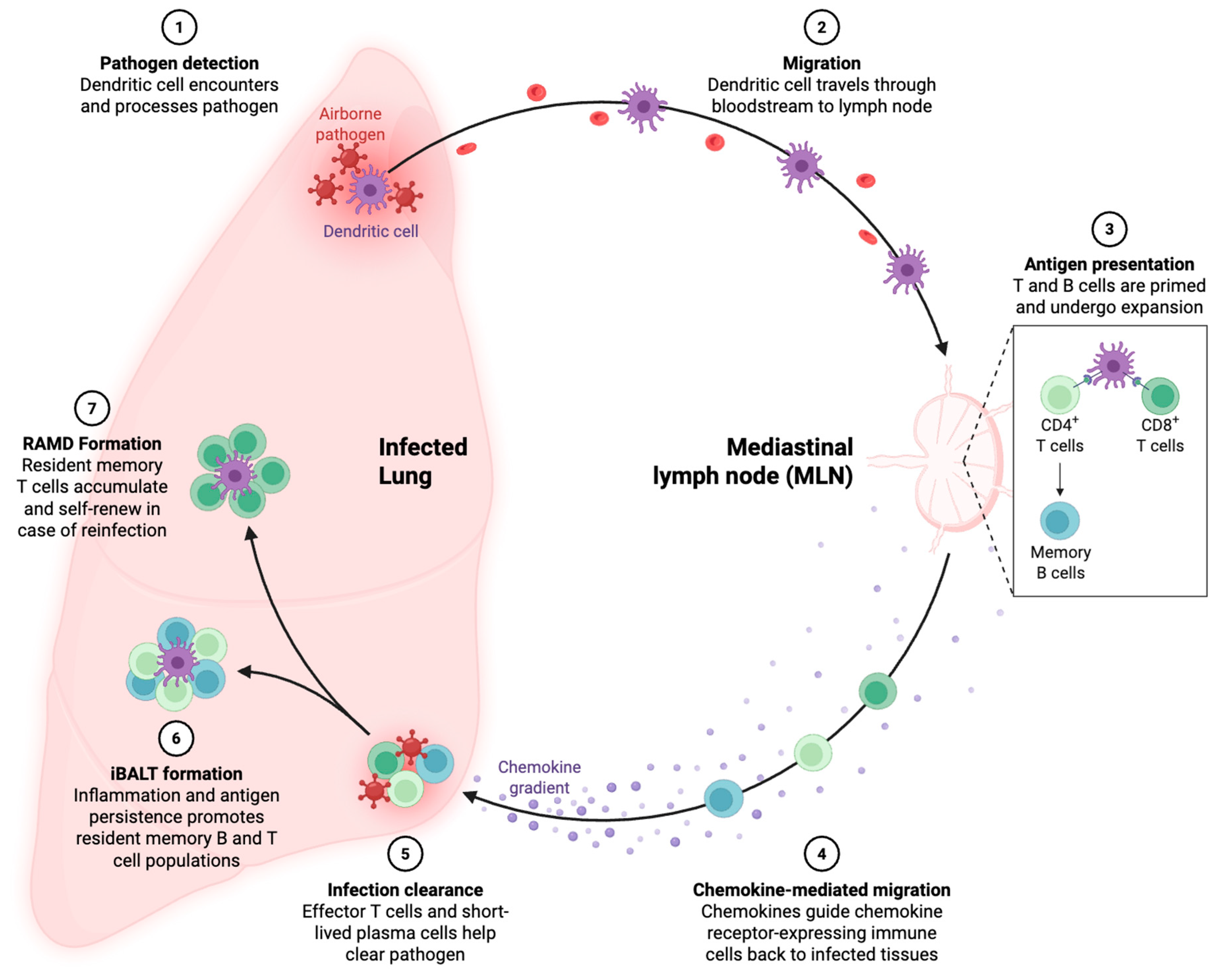 Medsci 13 00048 g001 Medsci 13 00048 g001