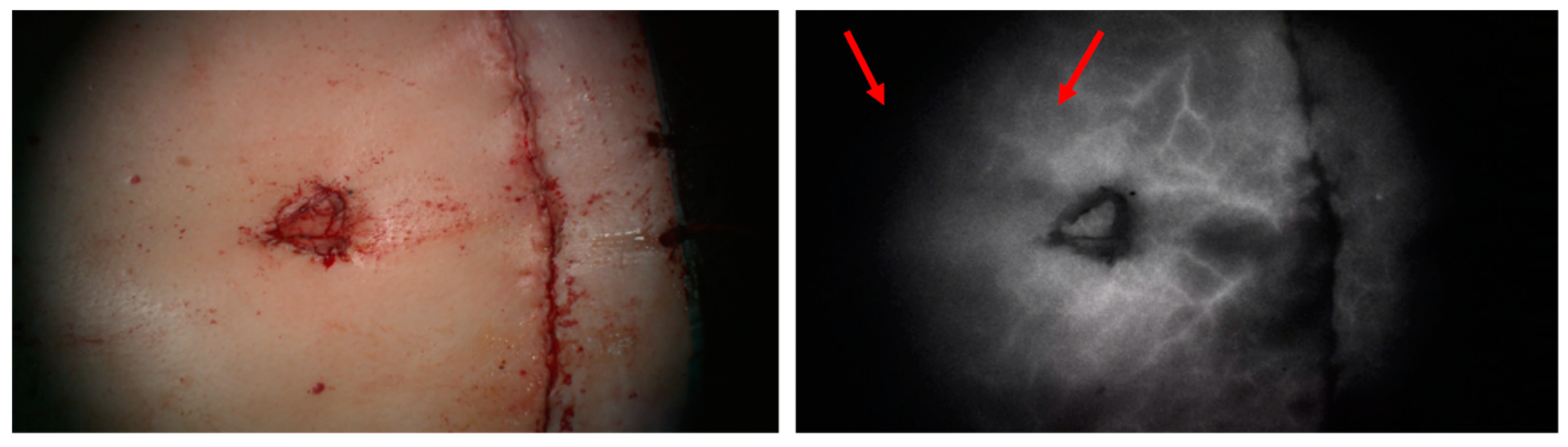 Medsci 13 00054 g001