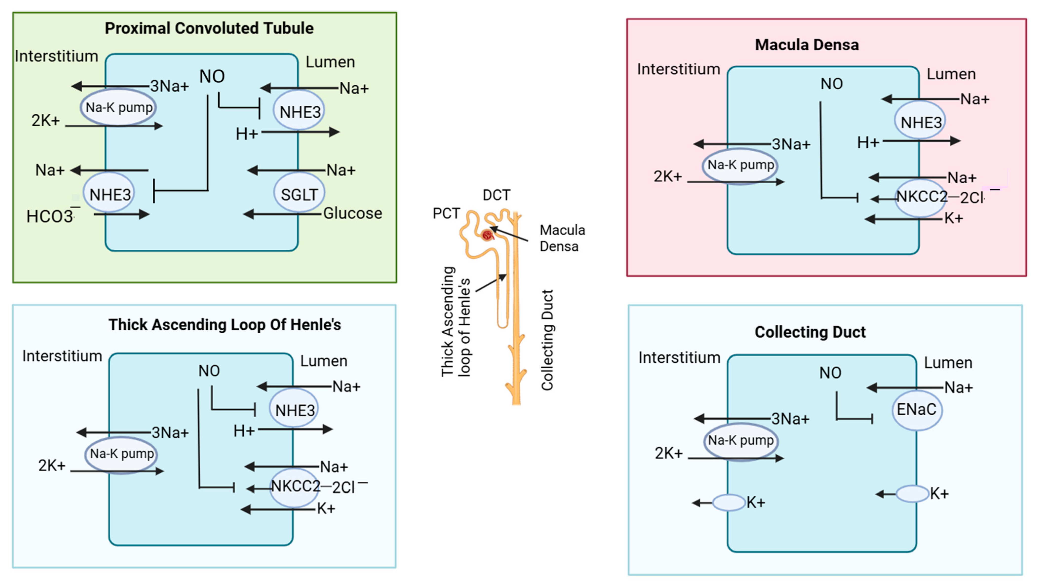 Medsci 13 00080 g003