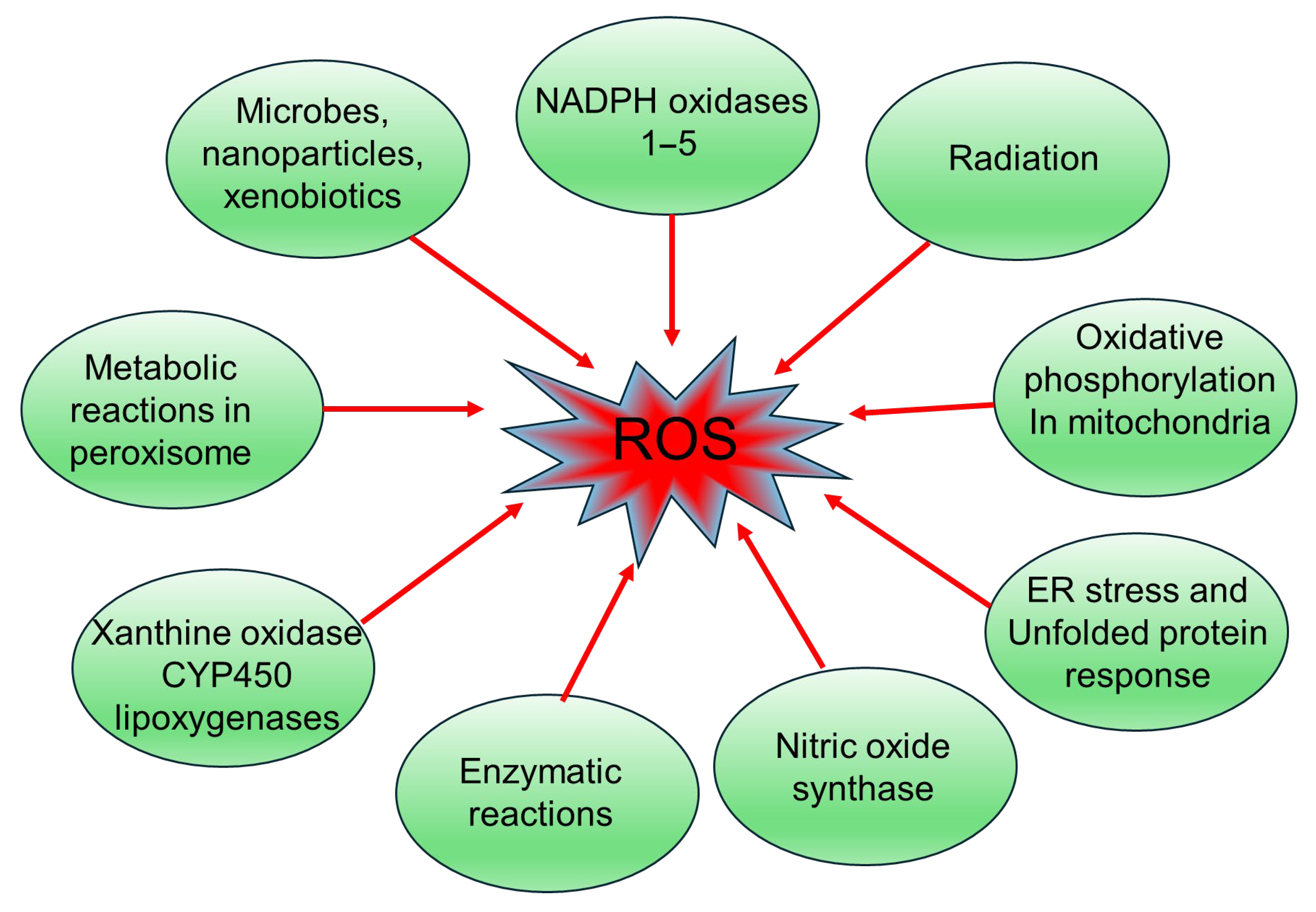 Pathophysiological Mechanisms of Diabetes-Induced