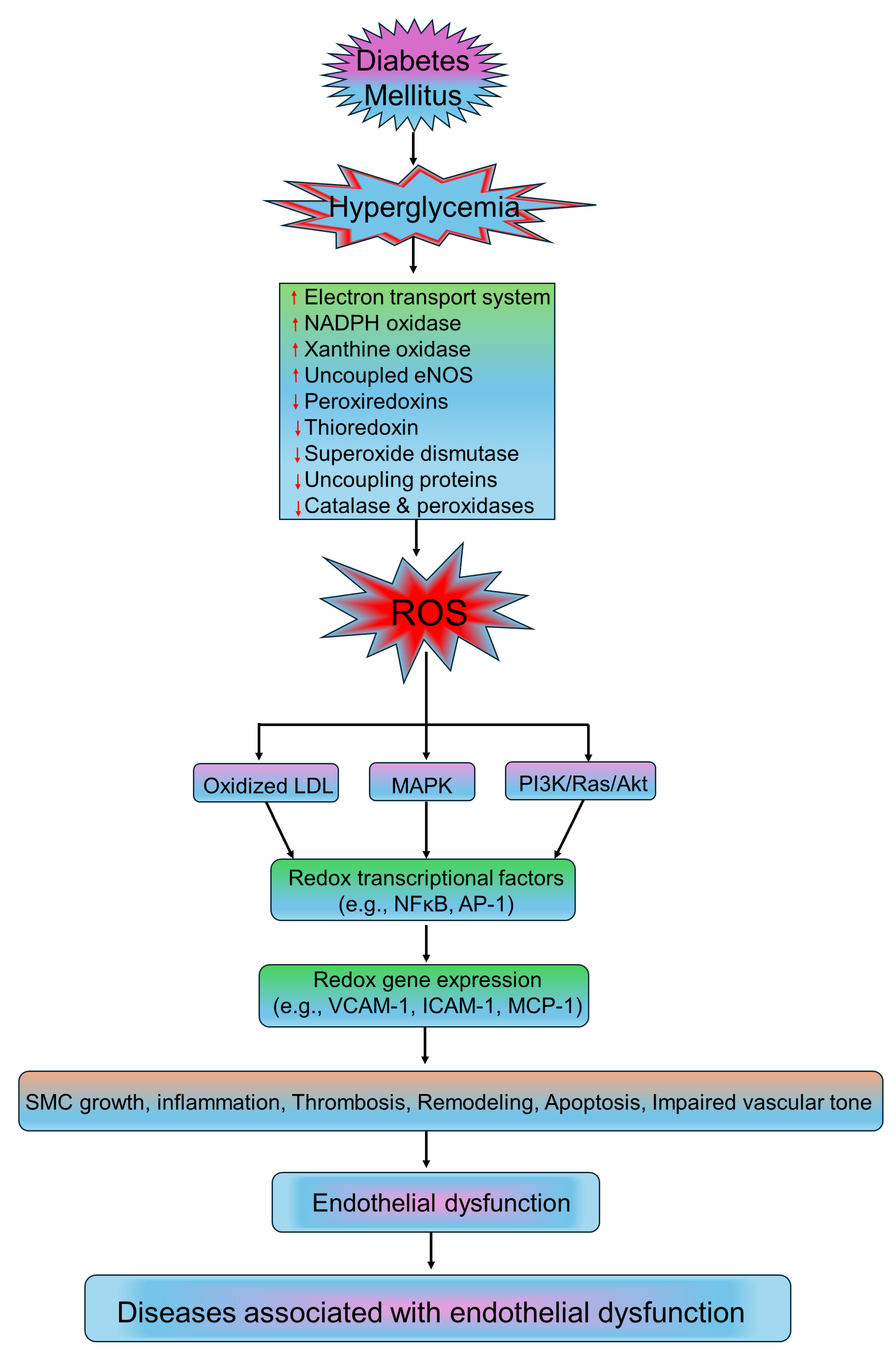 Pathophysiological Mechanisms of Diabetes-Induced