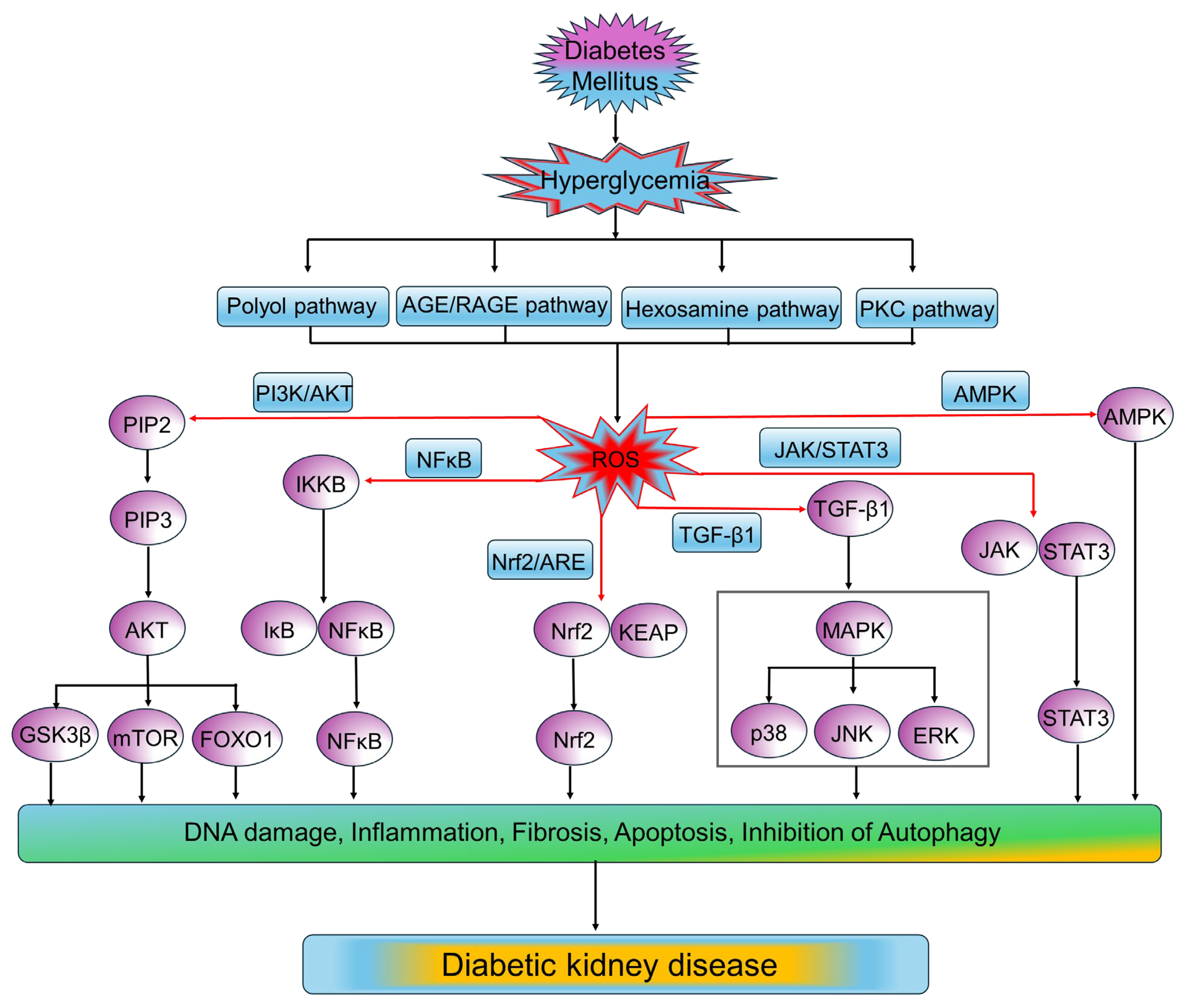 Pathophysiological Mechanisms of Diabetes-Induced