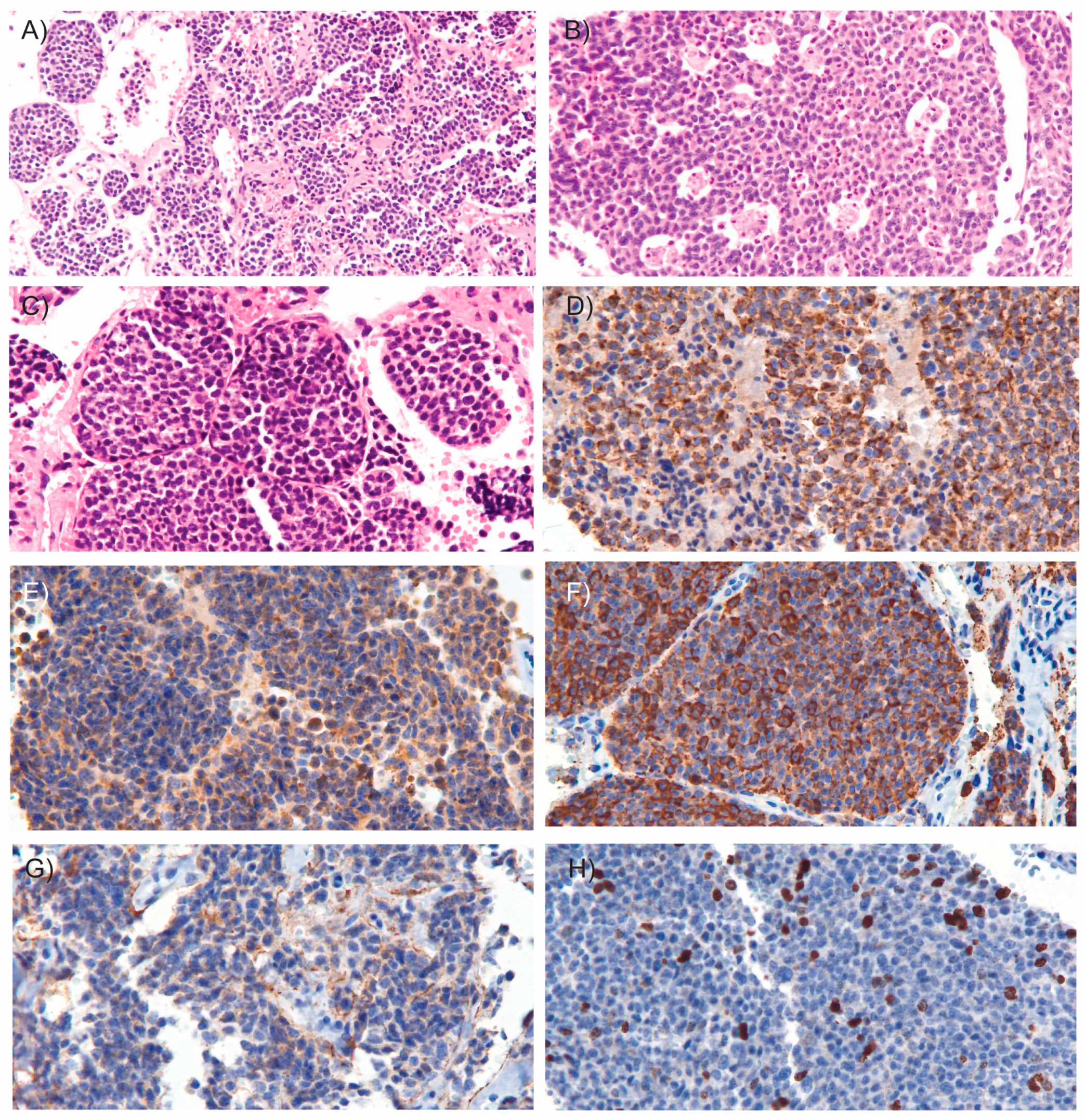 Medsci 13 00096 g003