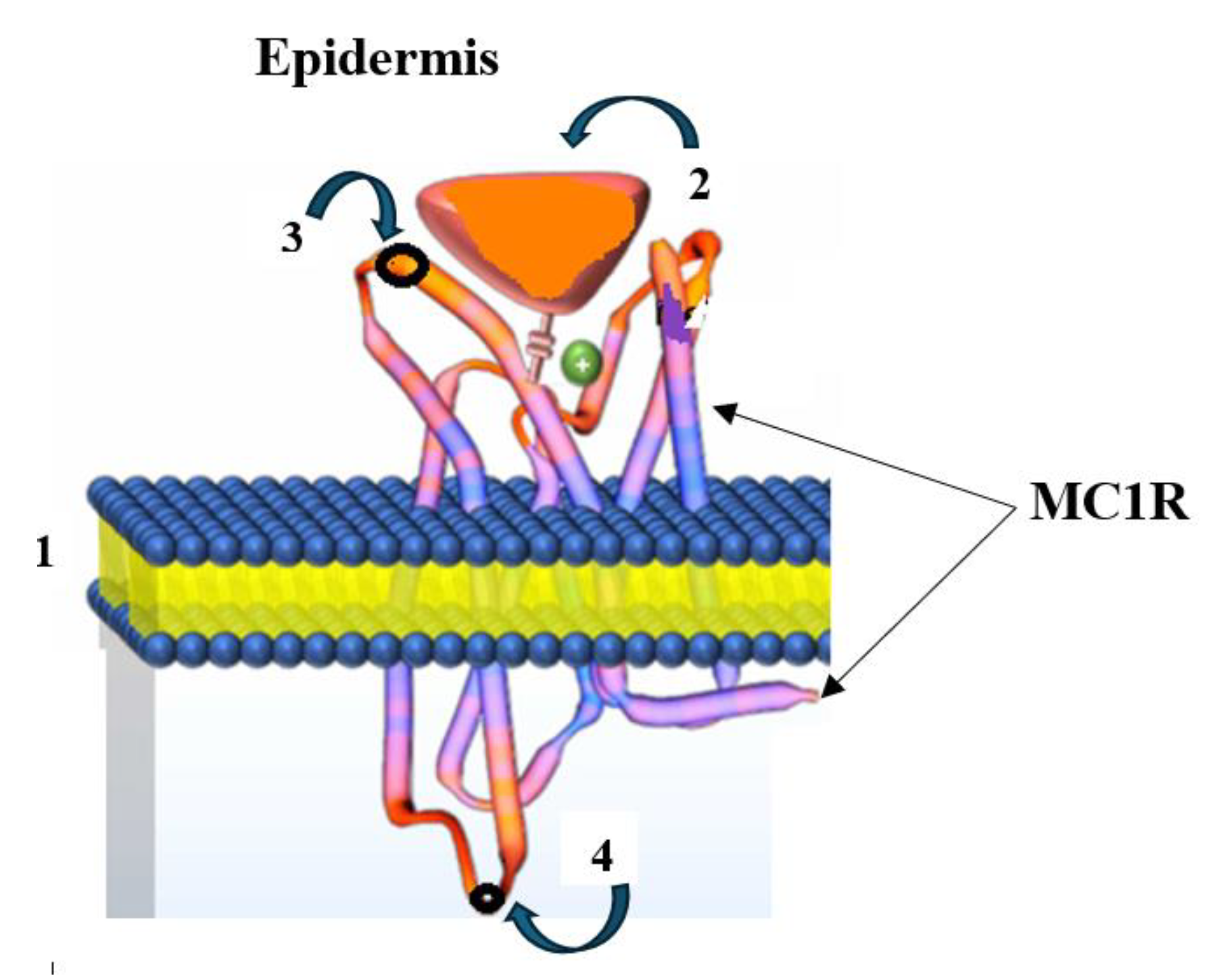 Medsci 13 00107 g008