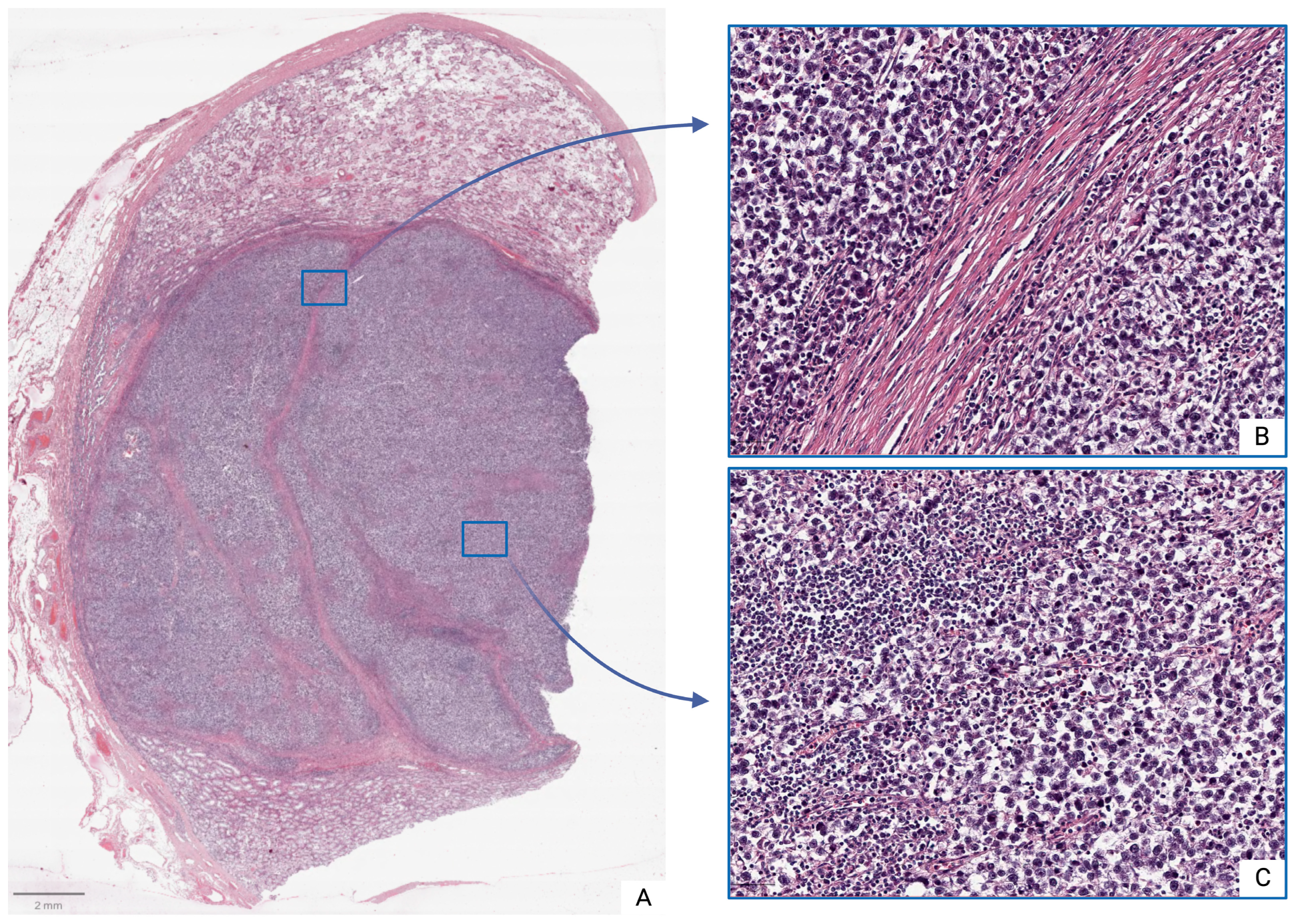 Medsci 13 00129 g001