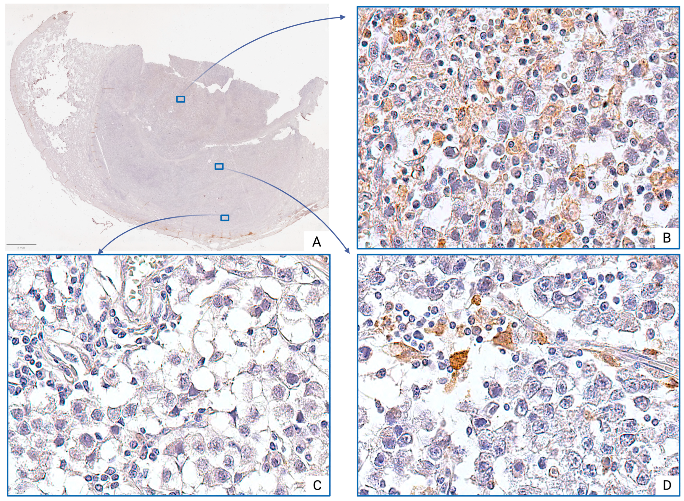 Medsci 13 00129 g003