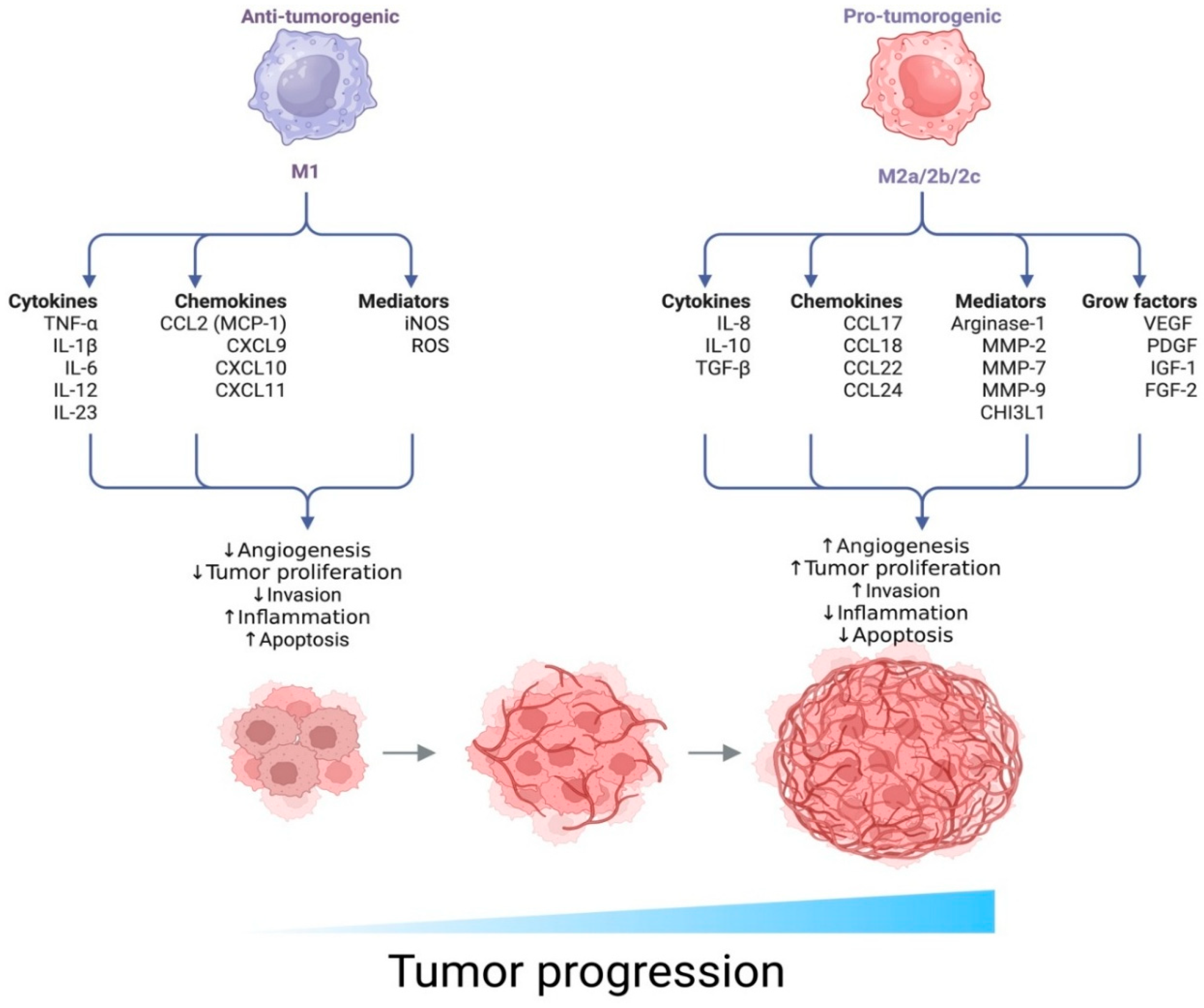 Medsci 13 00129 g006