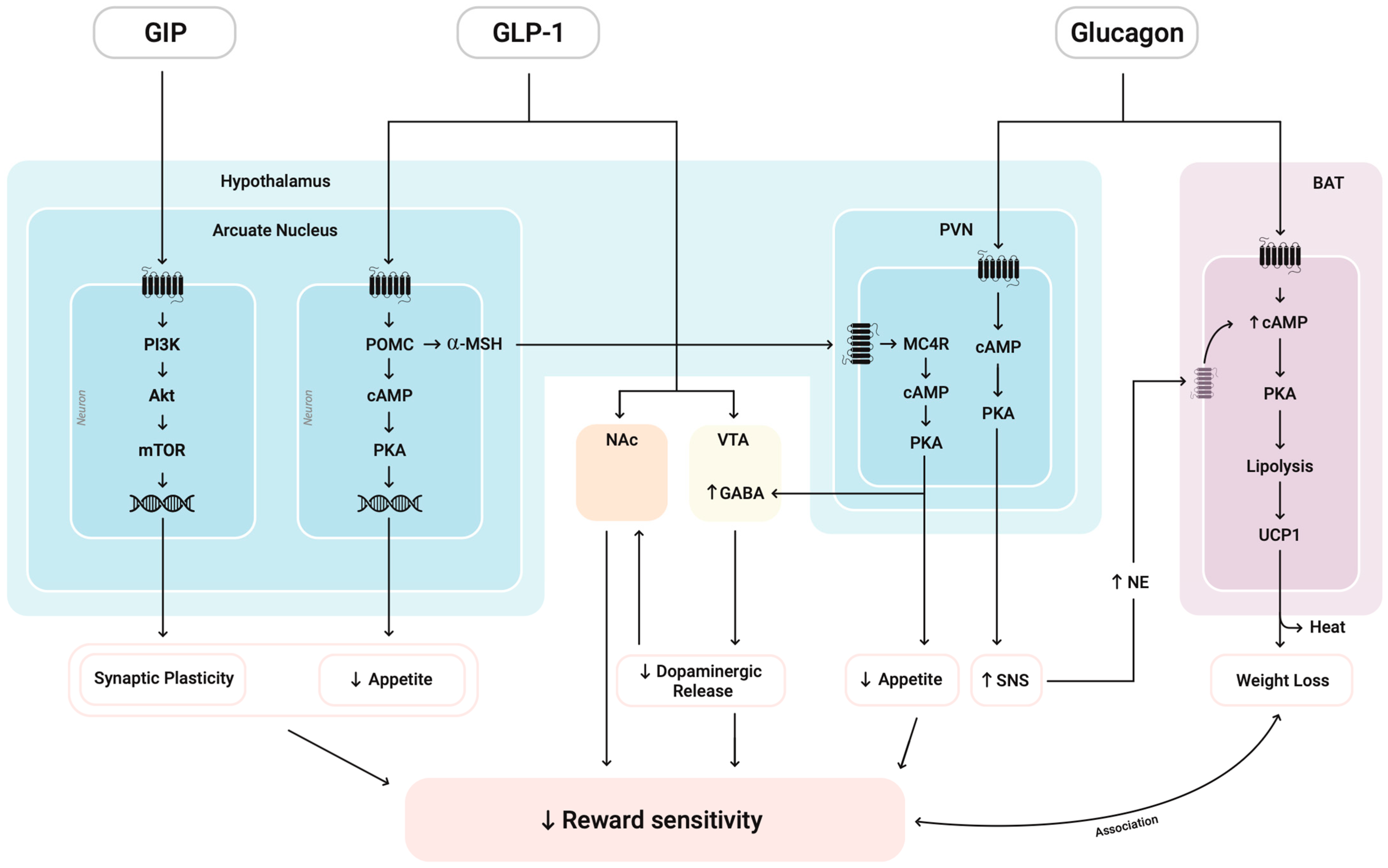 Medsci 13 00136 g003