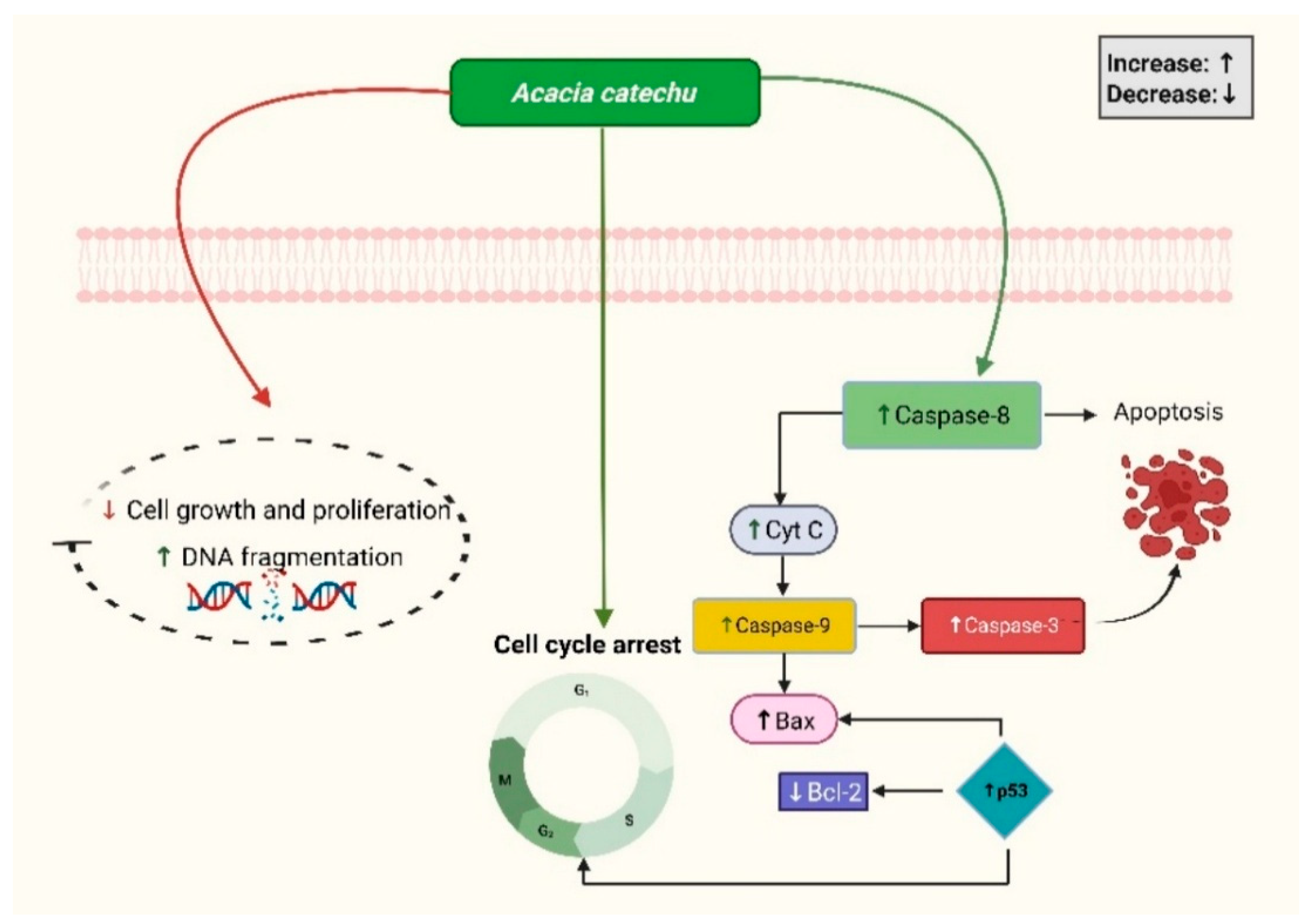 Medsci 13 00161 g003 Medsci 13 00161 g003