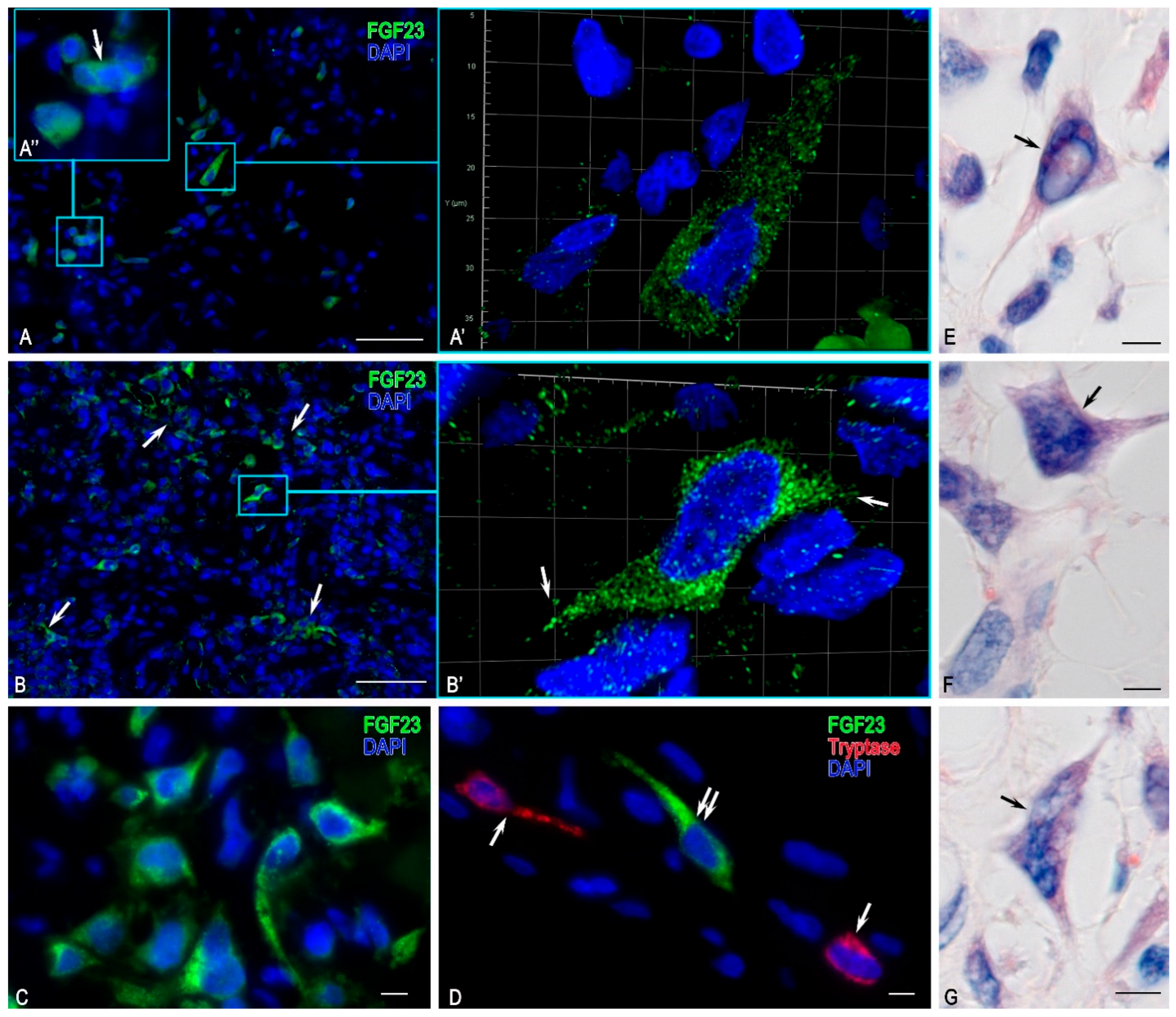 Medsci 13 00195 g004 Medsci 13 00195 g004