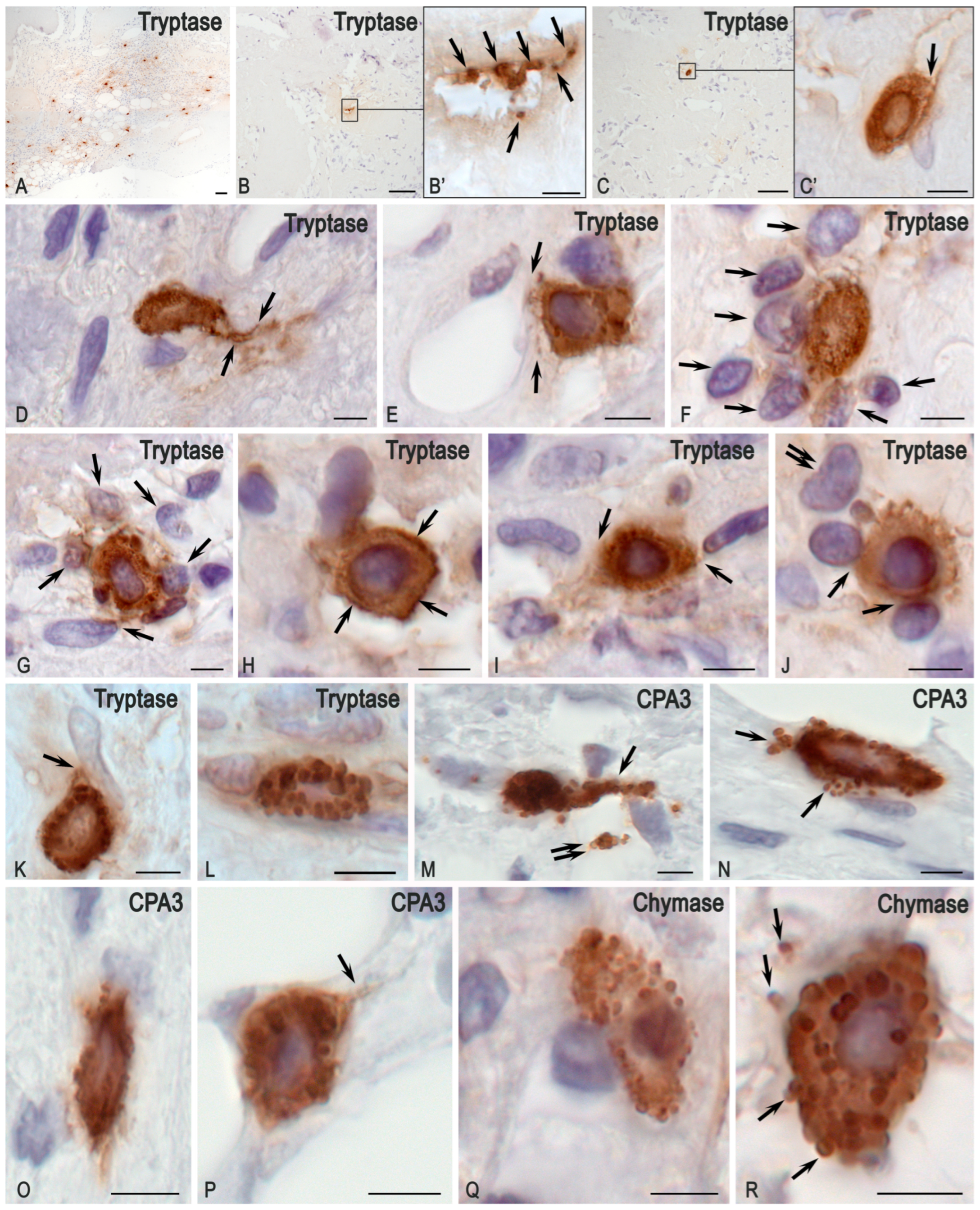 Medsci 13 00195 g006 Medsci 13 00195 g006