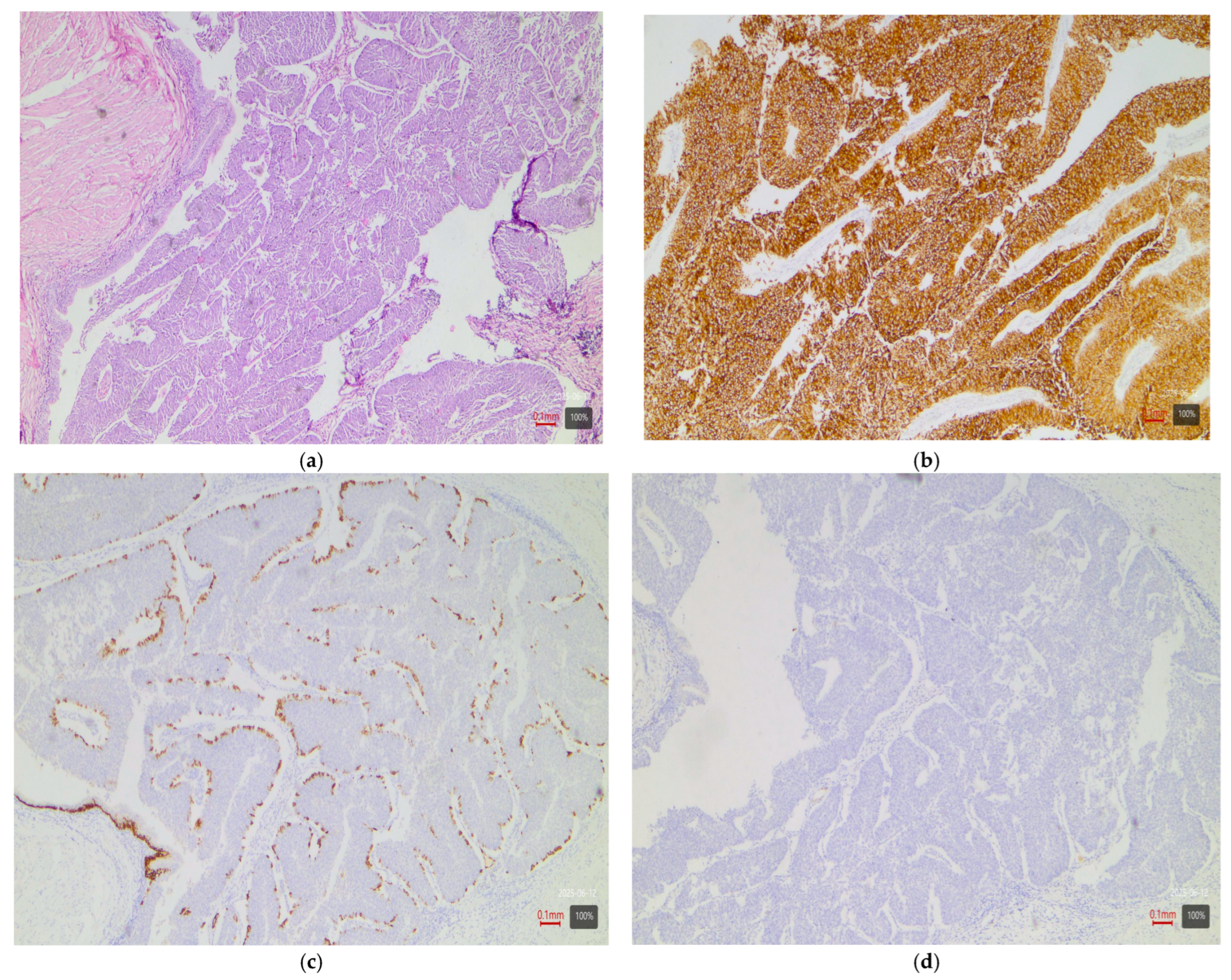 Medsci 13 00202 g002