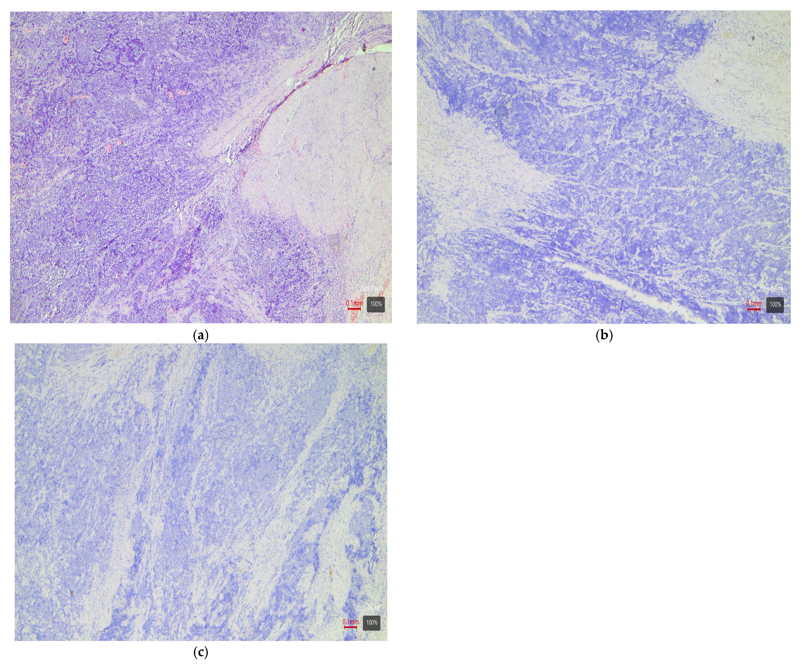 Medsci 13 00202 g005