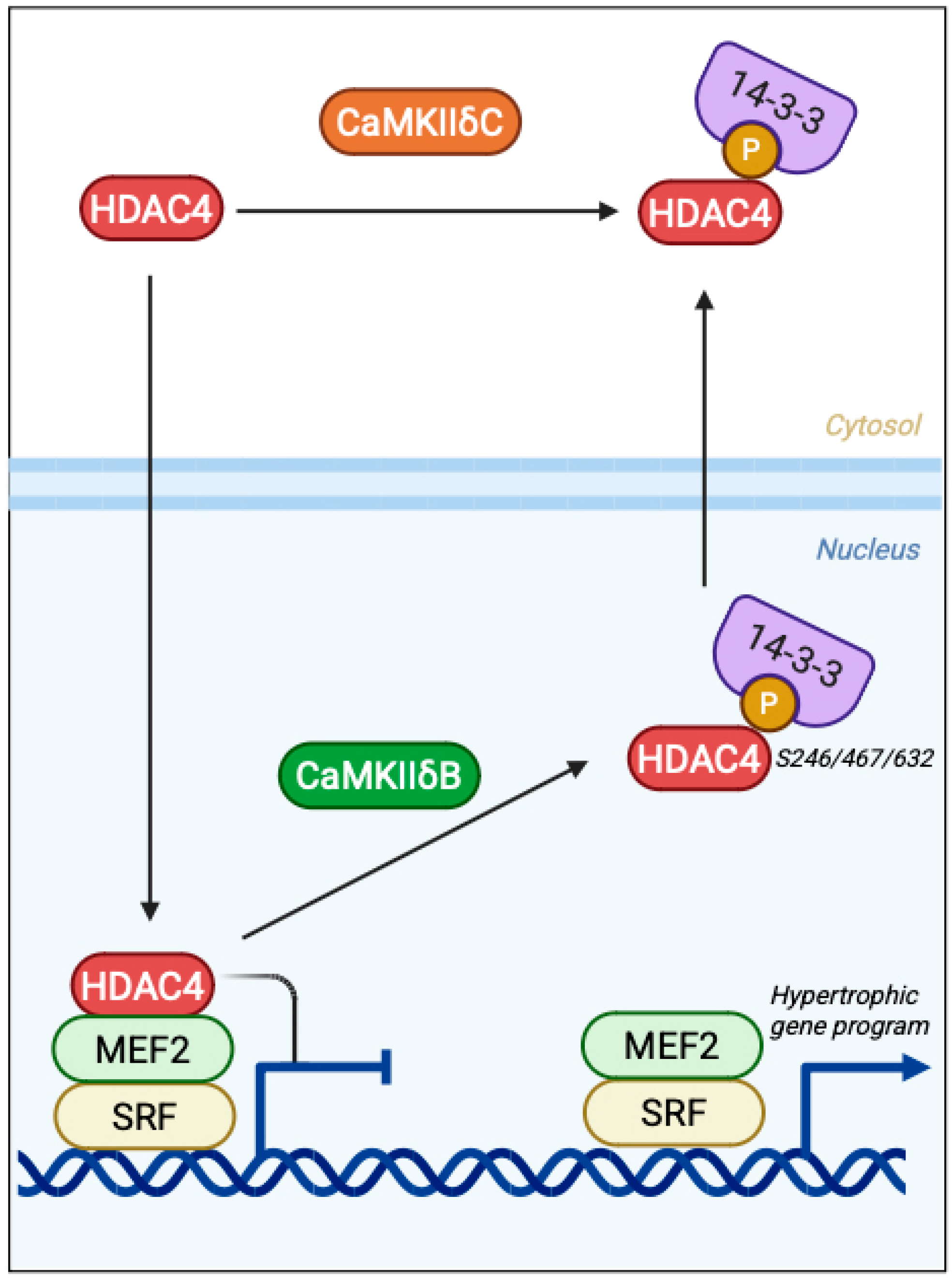 Medsci 13 00246 g004 Medsci 13 00246 g004