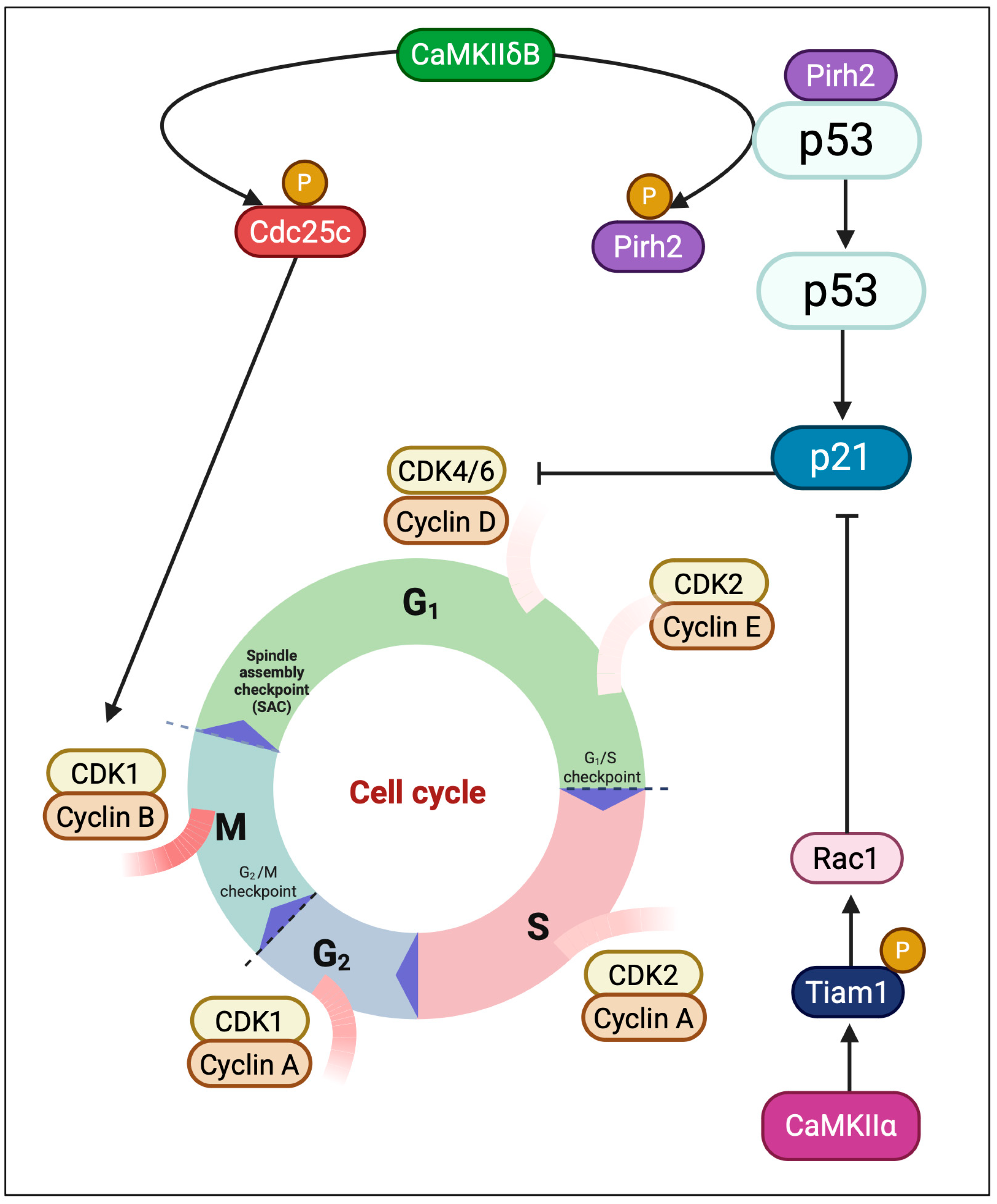 Medsci 13 00246 g005 Medsci 13 00246 g005