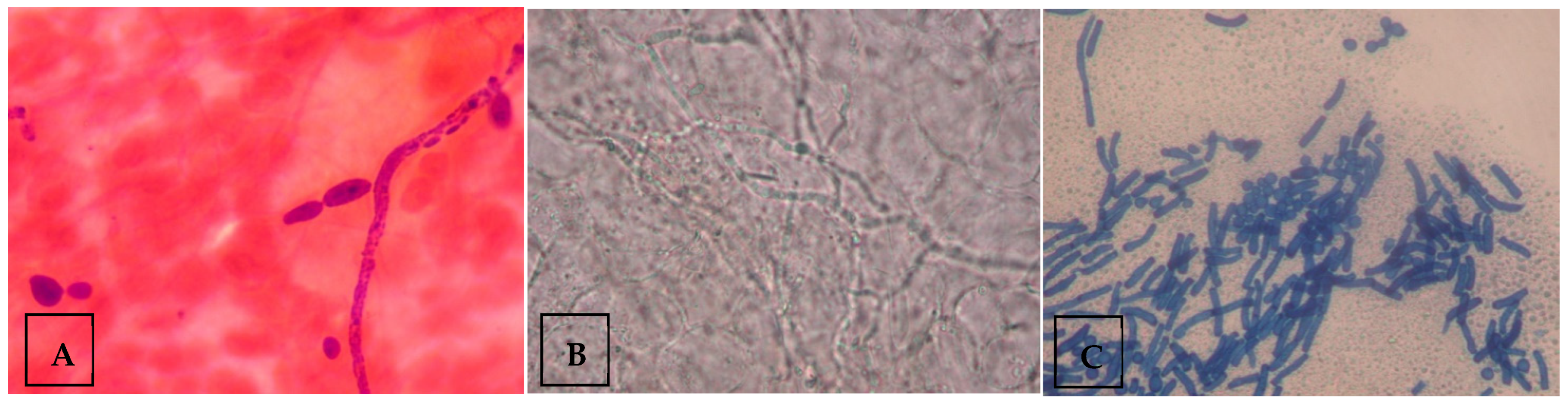 Medsci 13 00247 g001