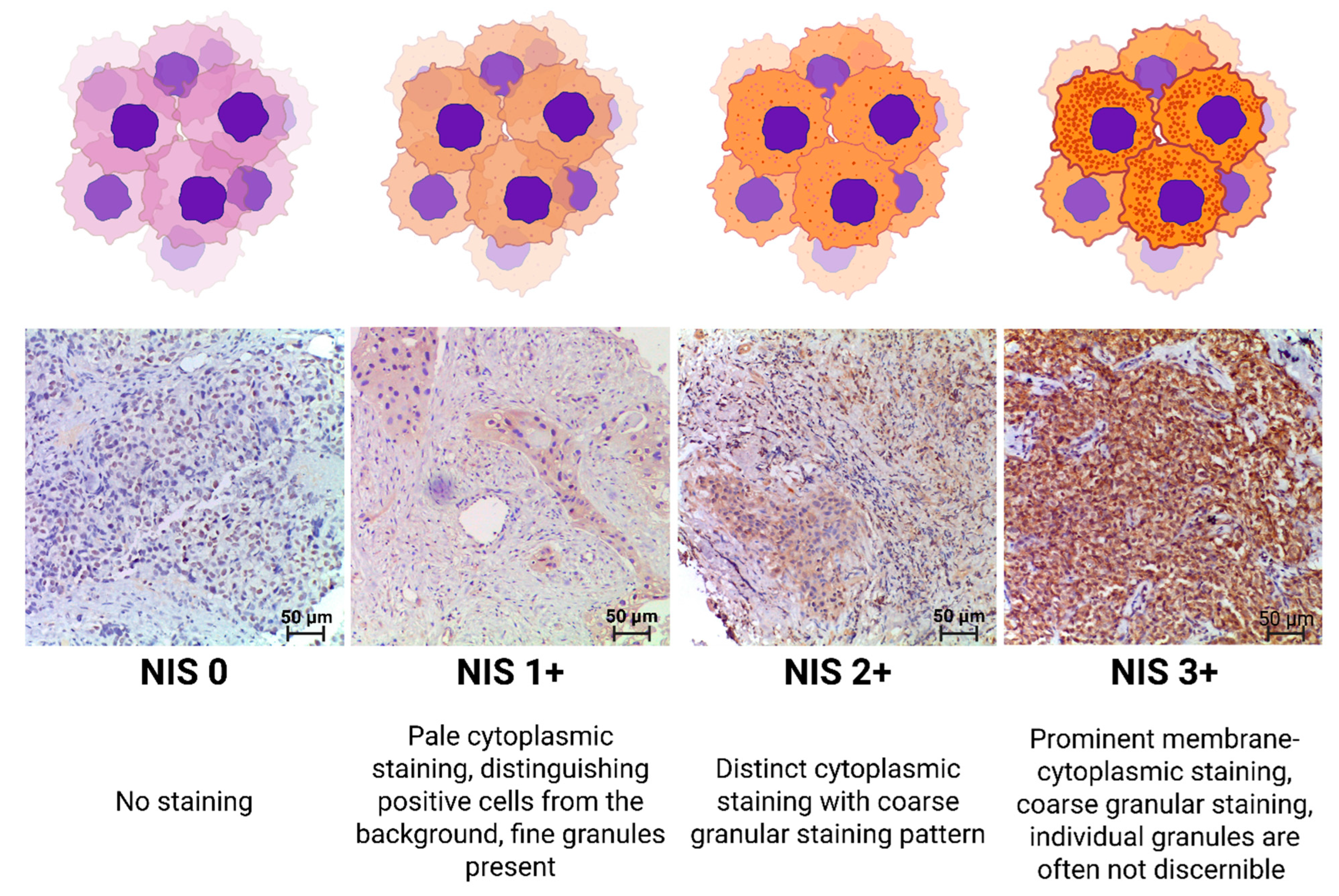 Medsci 13 00250 g001 Medsci 13 00250 g001