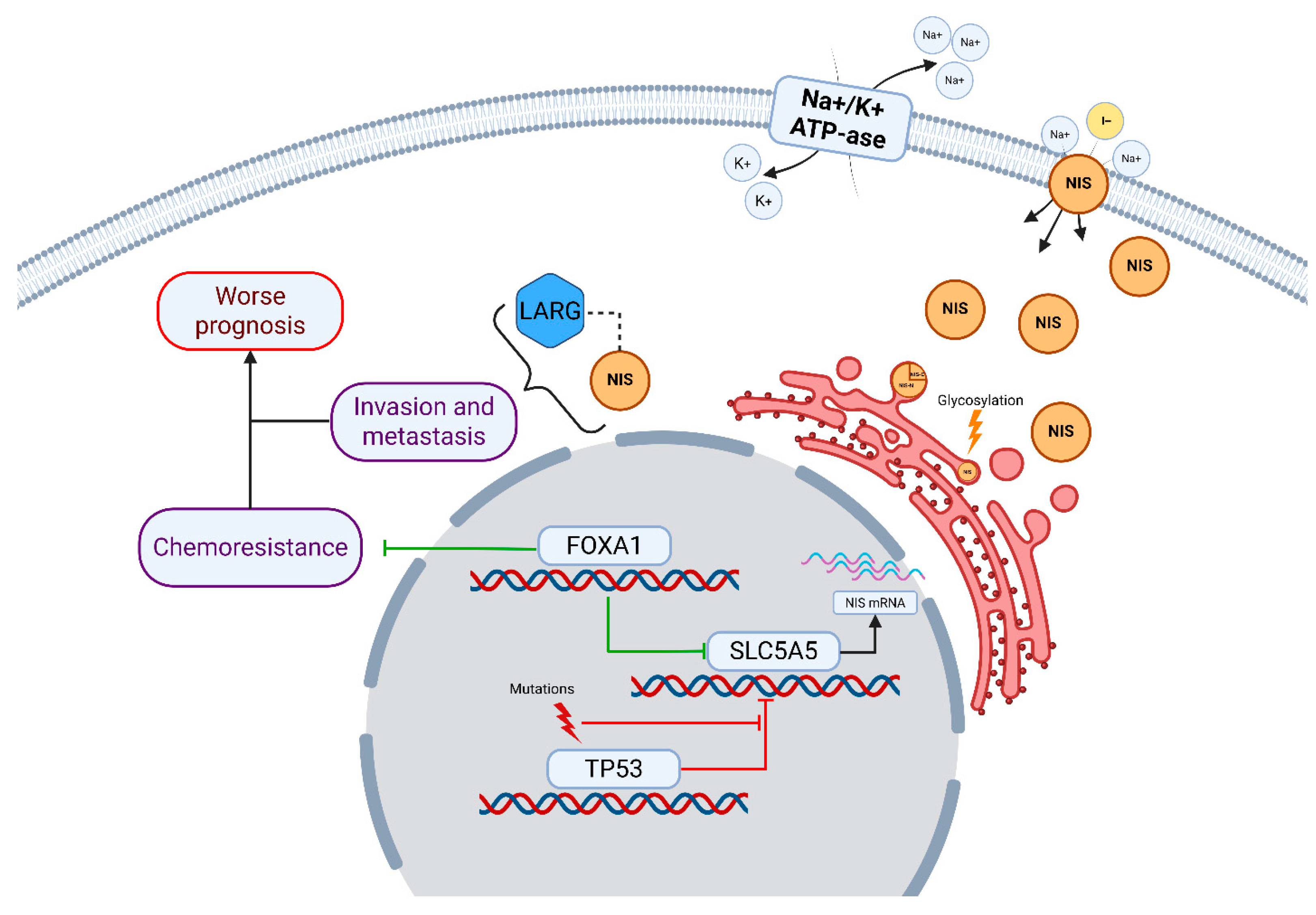 Medsci 13 00250 g009 Medsci 13 00250 g009