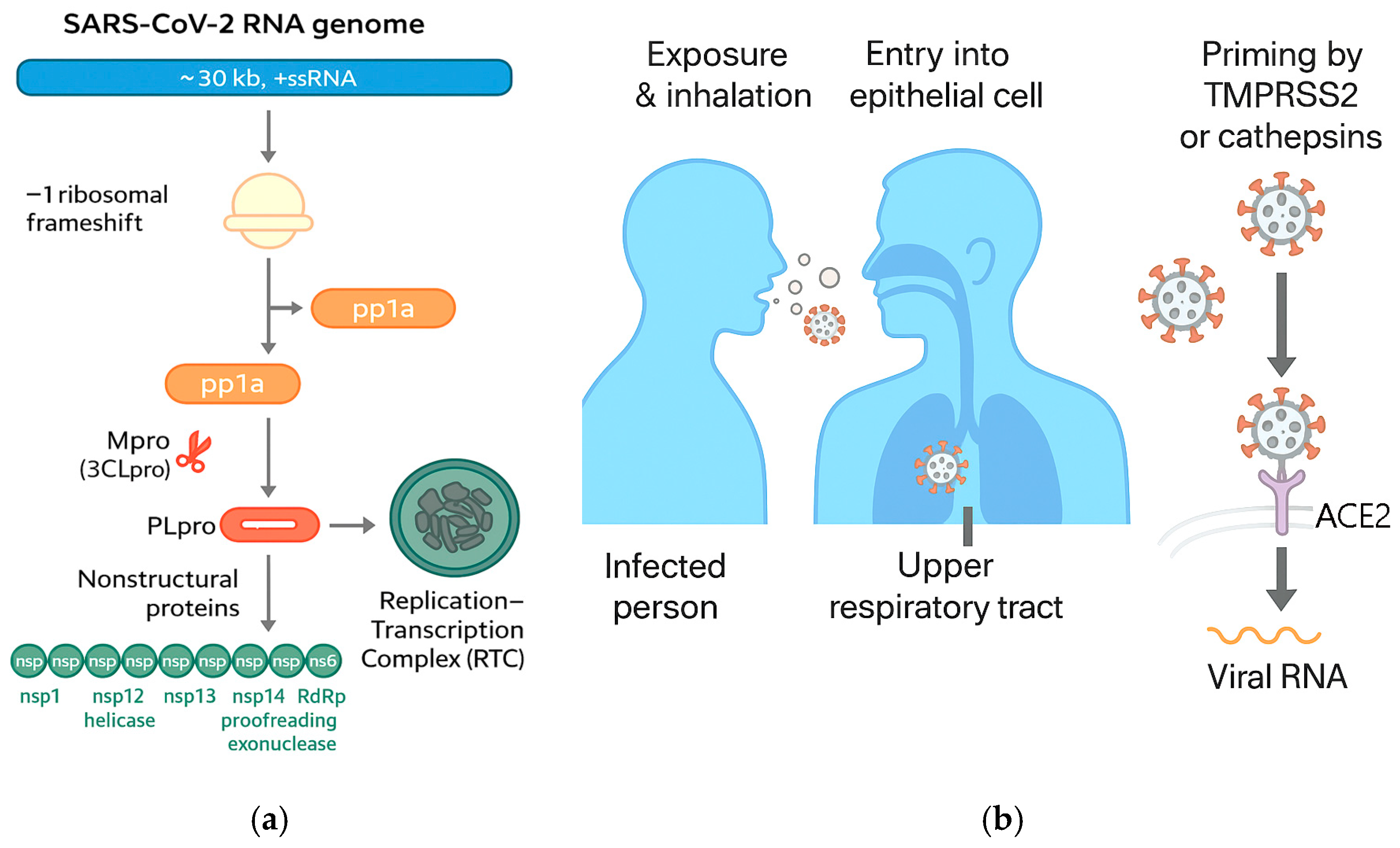 Medsci 13 00295 g004 Medsci 13 00295 g004