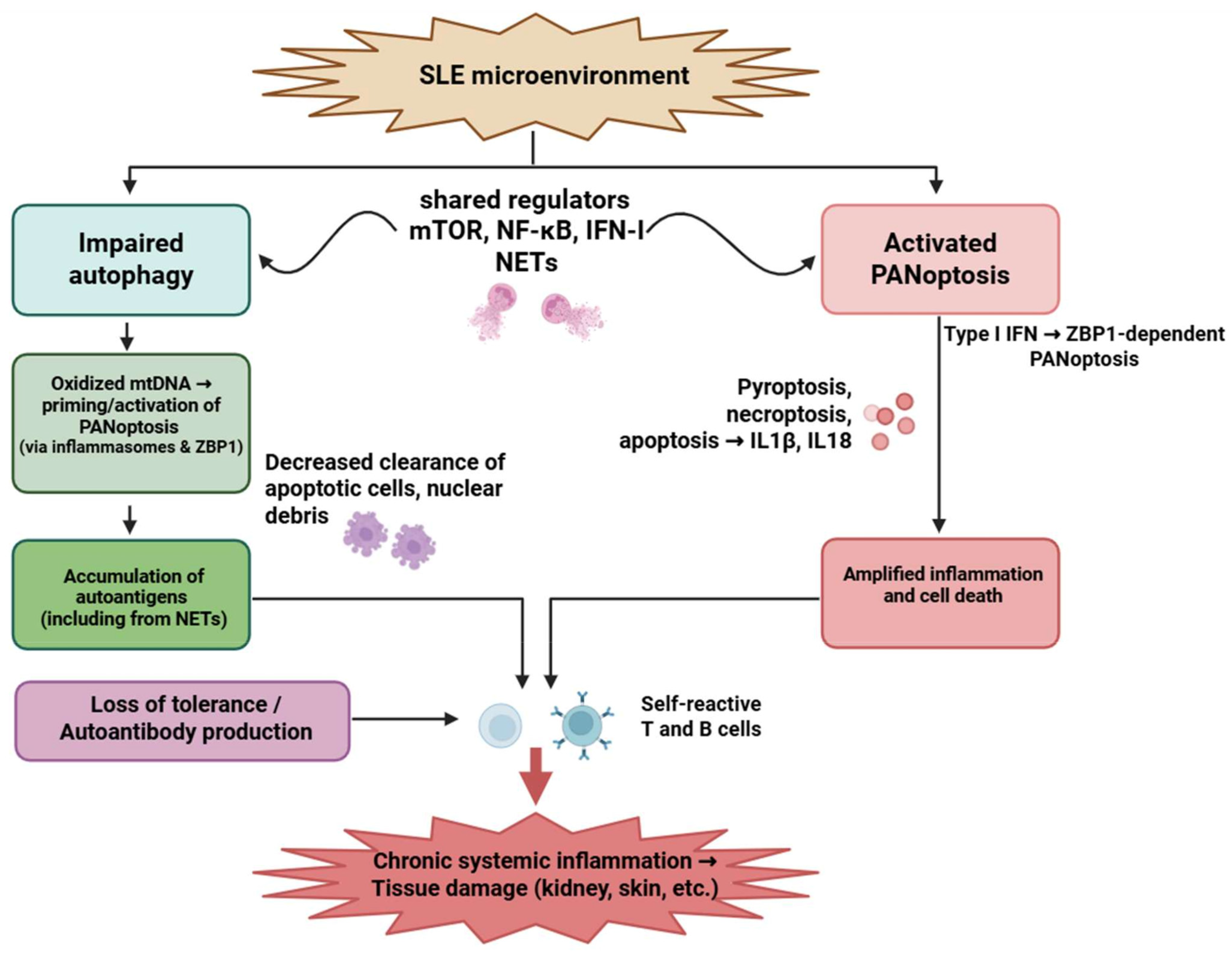 Medsci 13 00310 g003 Medsci 13 00310 g003