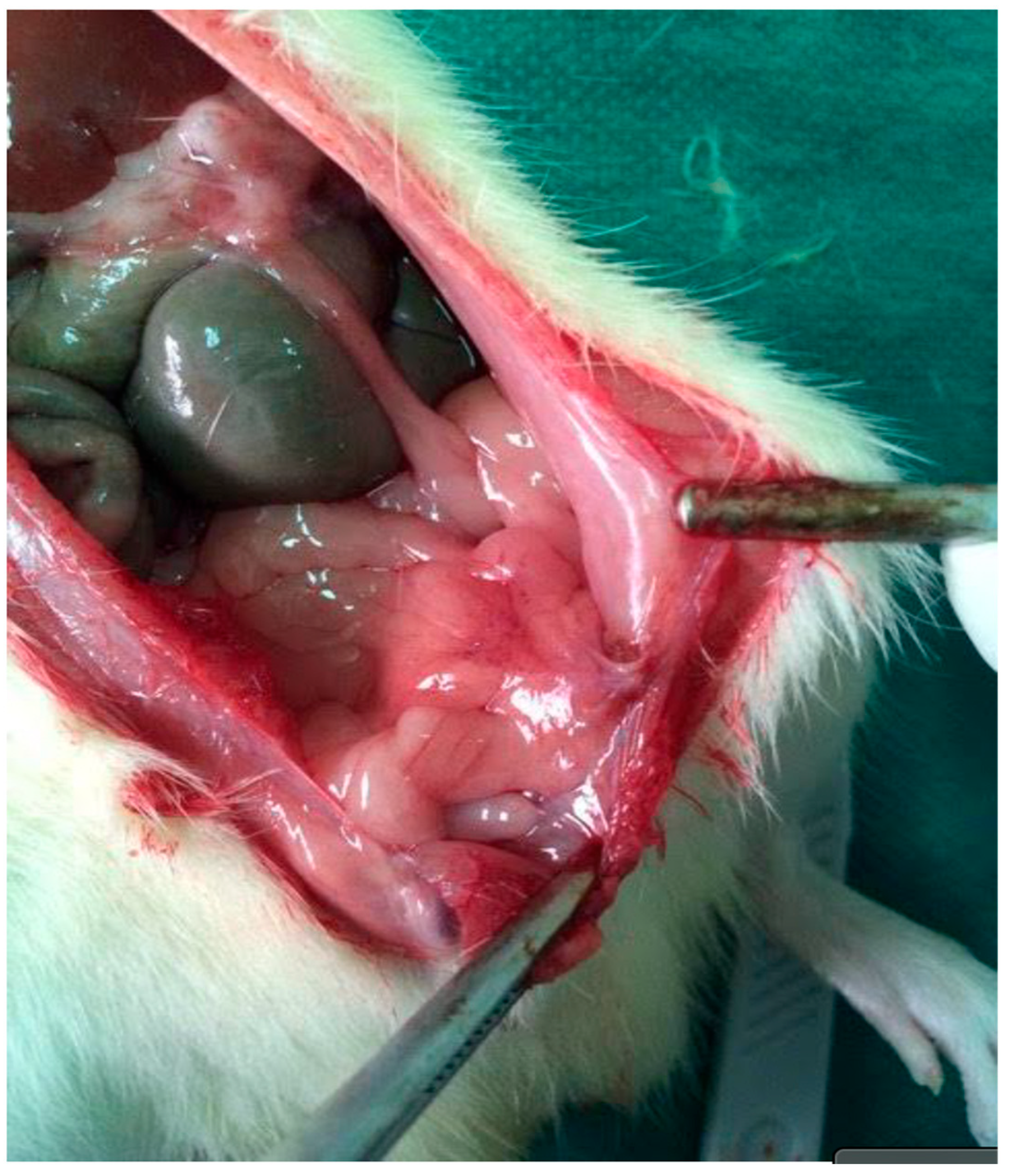 Medsci 13 00318 g002