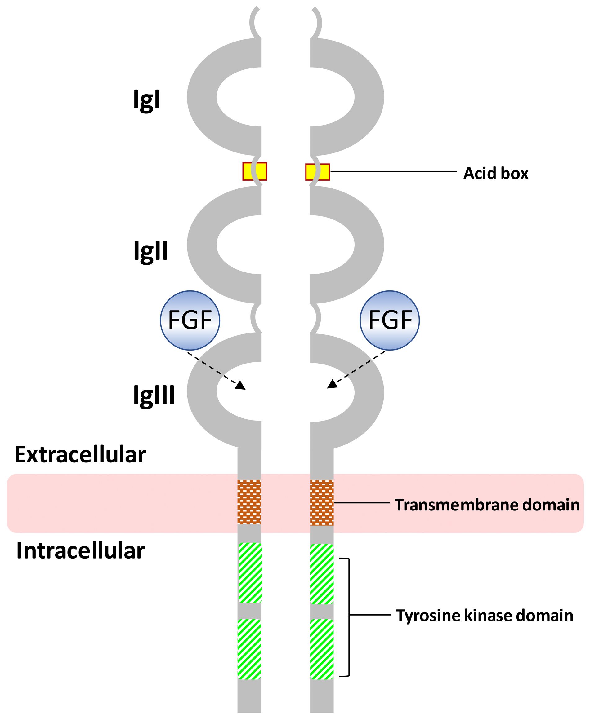 Medsci 14 00004 g003 Medsci 14 00004 g003