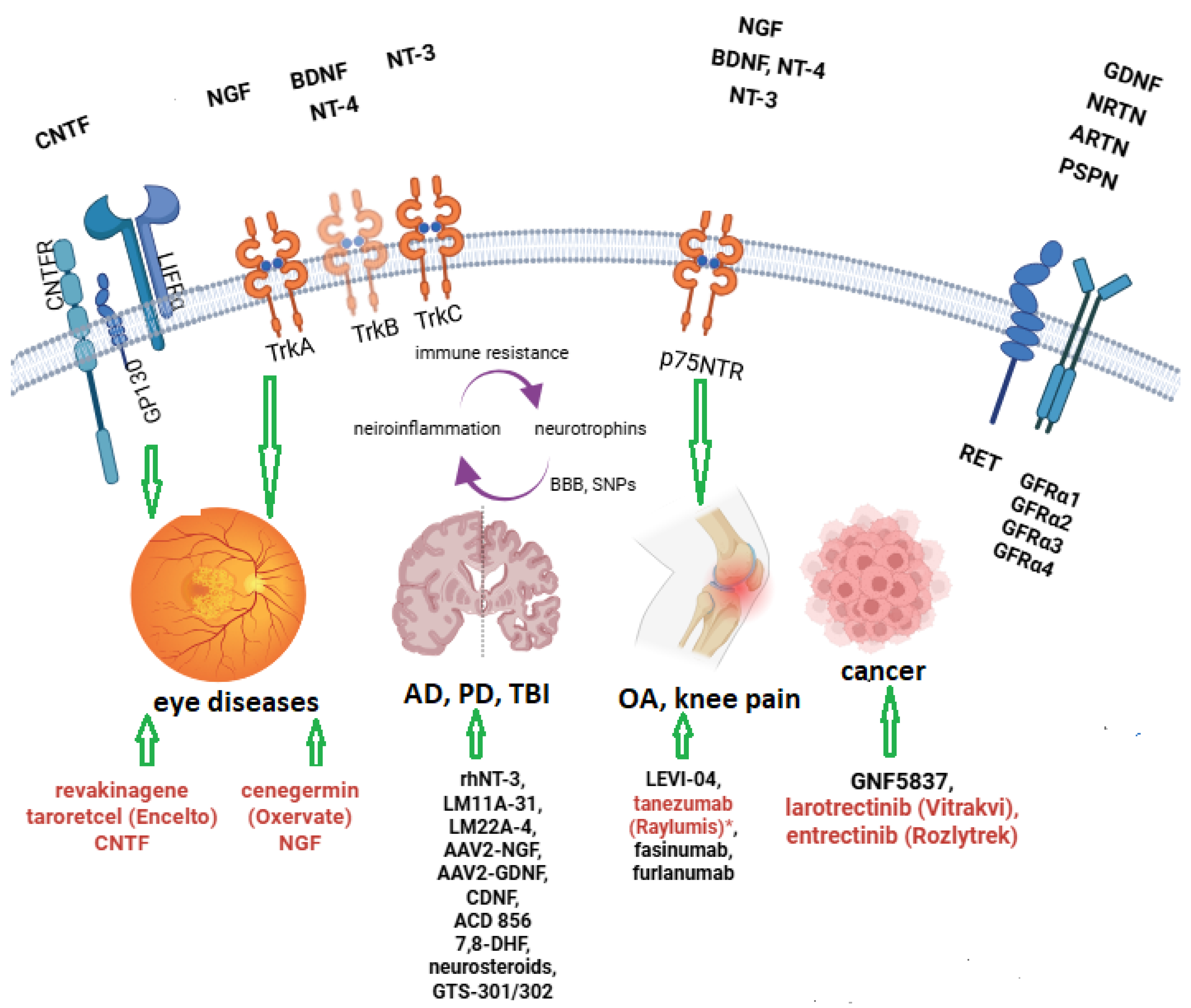 Medsci 14 00015 g001