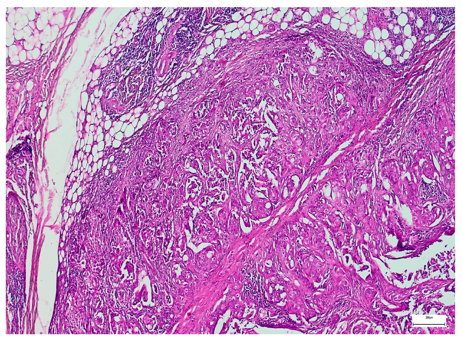 Medsci 14 00188 g005