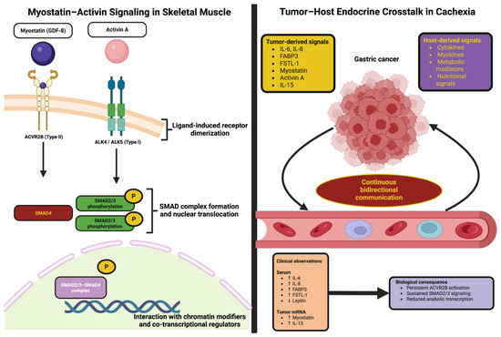 Mechanotransduction Failure and Molecular Rescue in Gastric Cancer