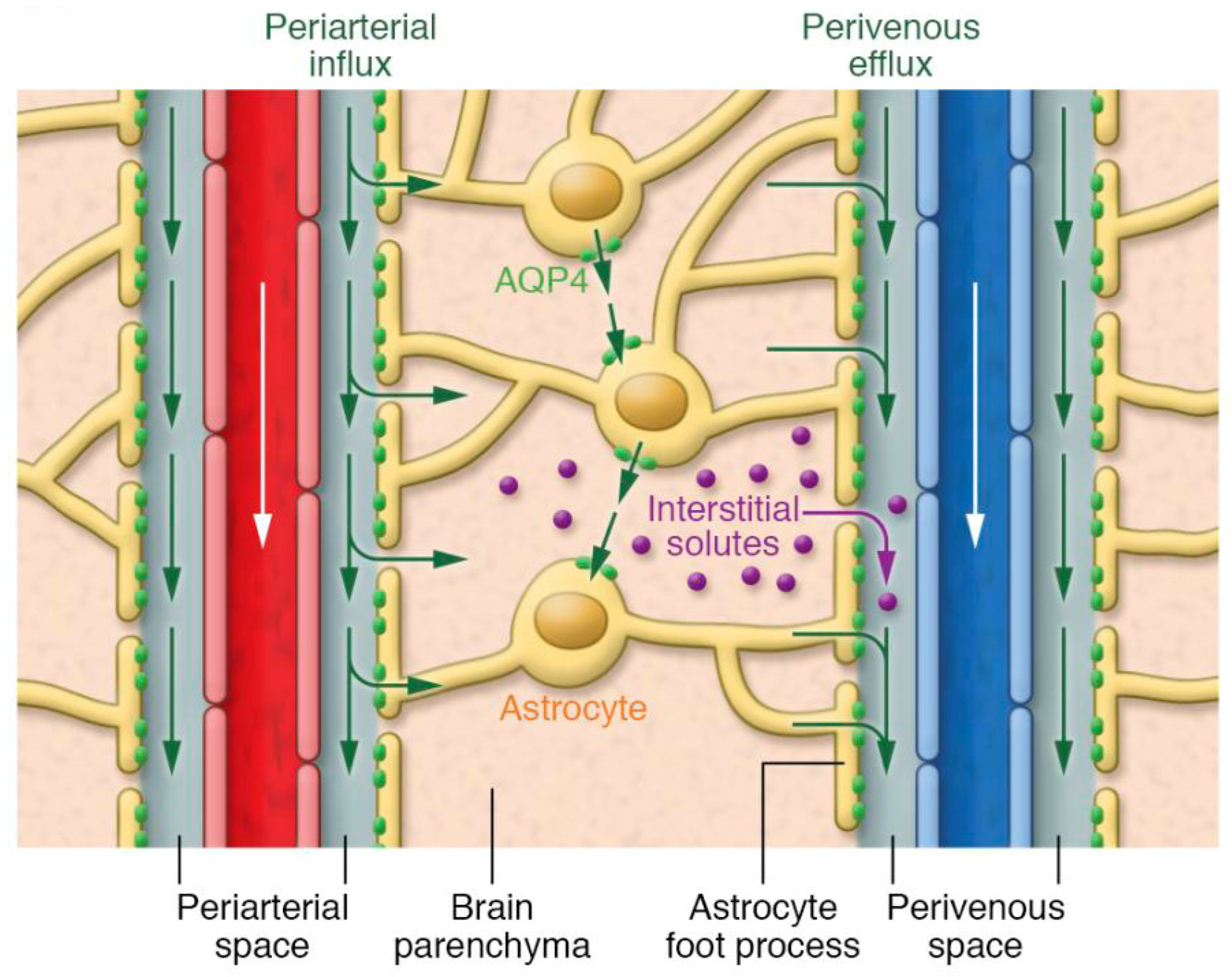 Medsci 14 00398 g001