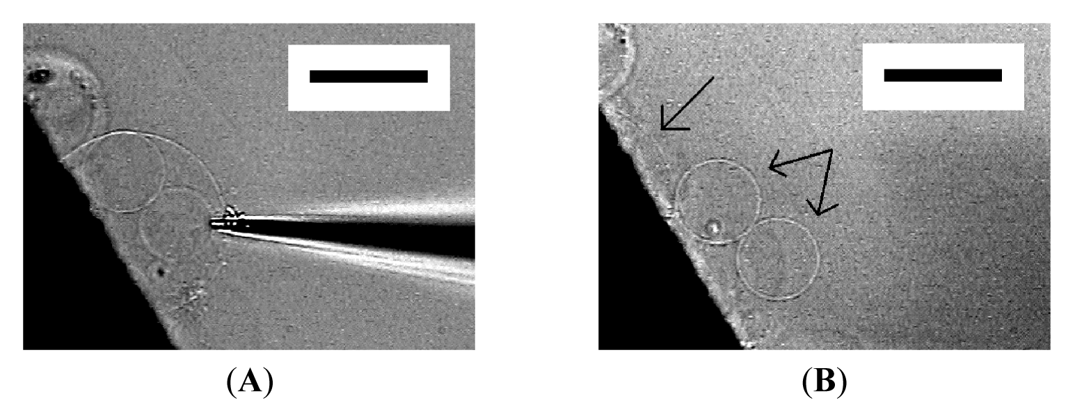 Membranes 01 00265f5 1024
