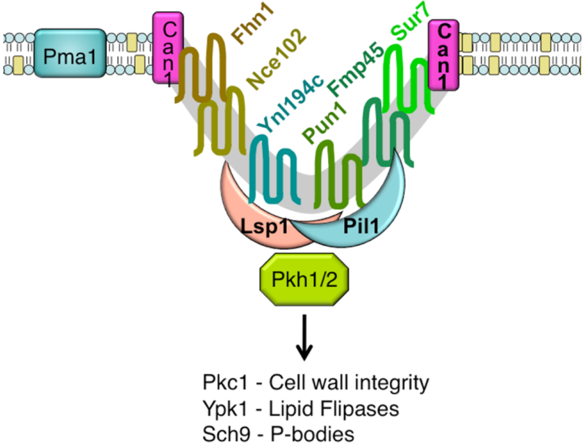 Membranes 01 00394f2 1024