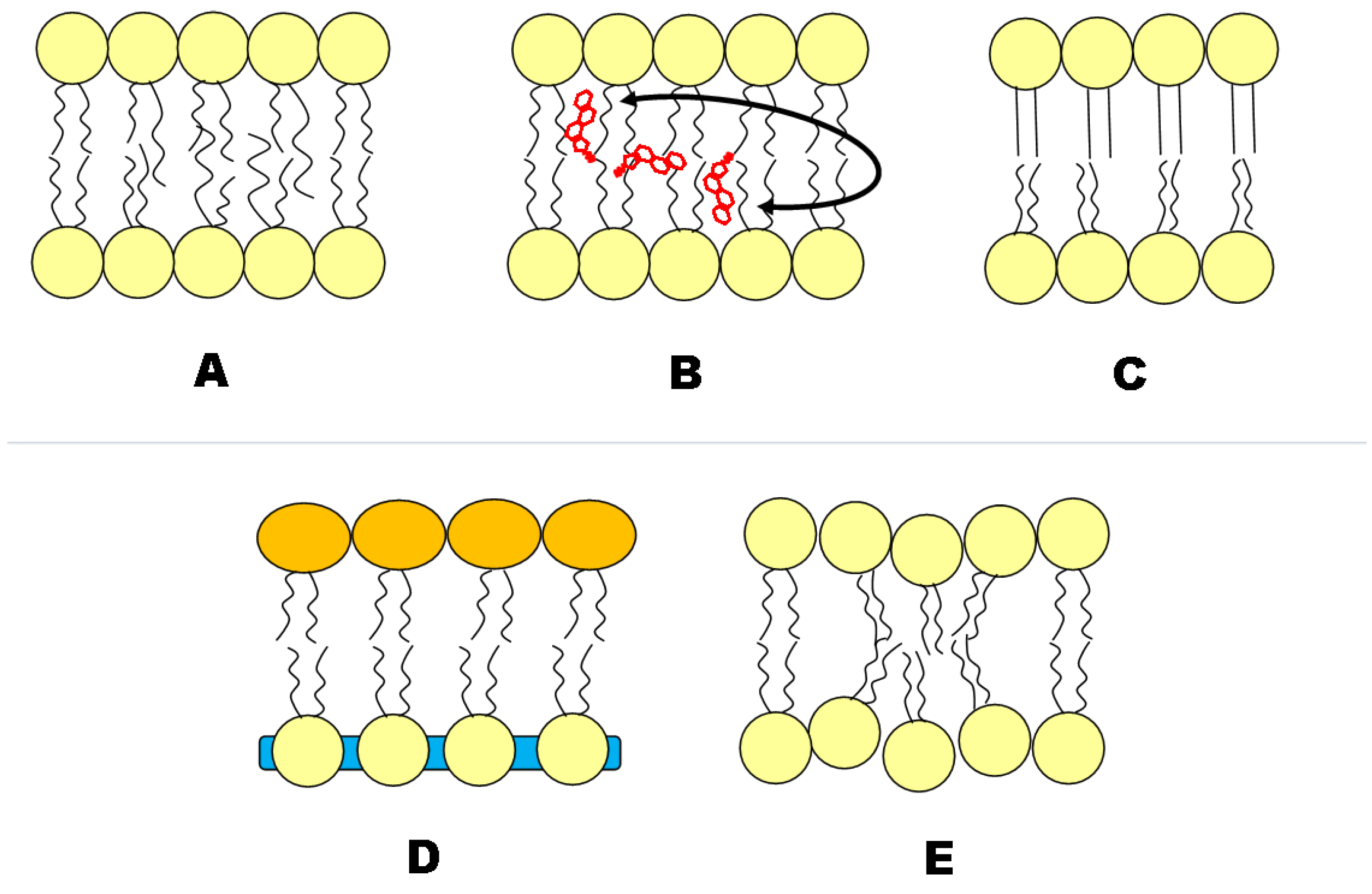 Membranes | Free Full-Text | Asymmetric Lipid Membranes: Towards More
